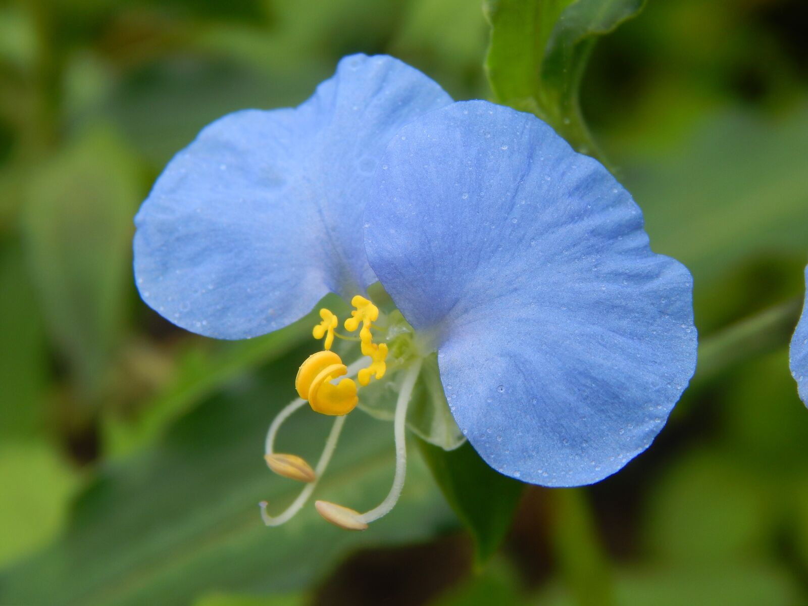 Nikon Coolpix L820 sample photo. Blue flower, flower celeste photography