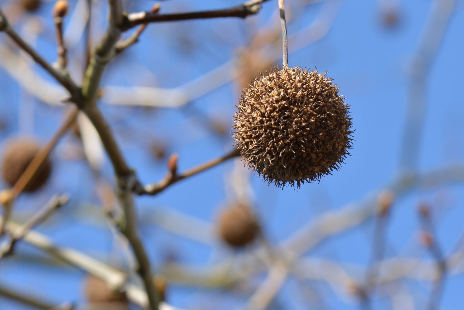 Nikon D5200 sample photo. Branches, nature, tree photography