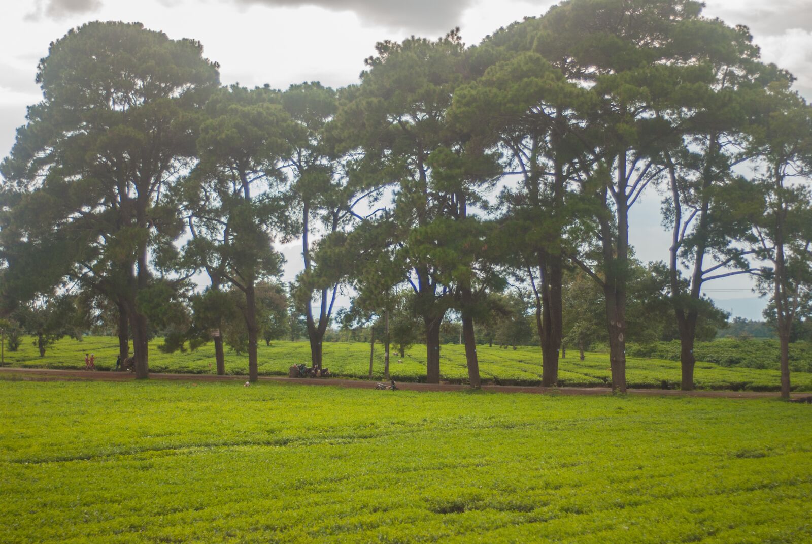 Nikon D80 sample photo. Tree, tea plantation, green photography