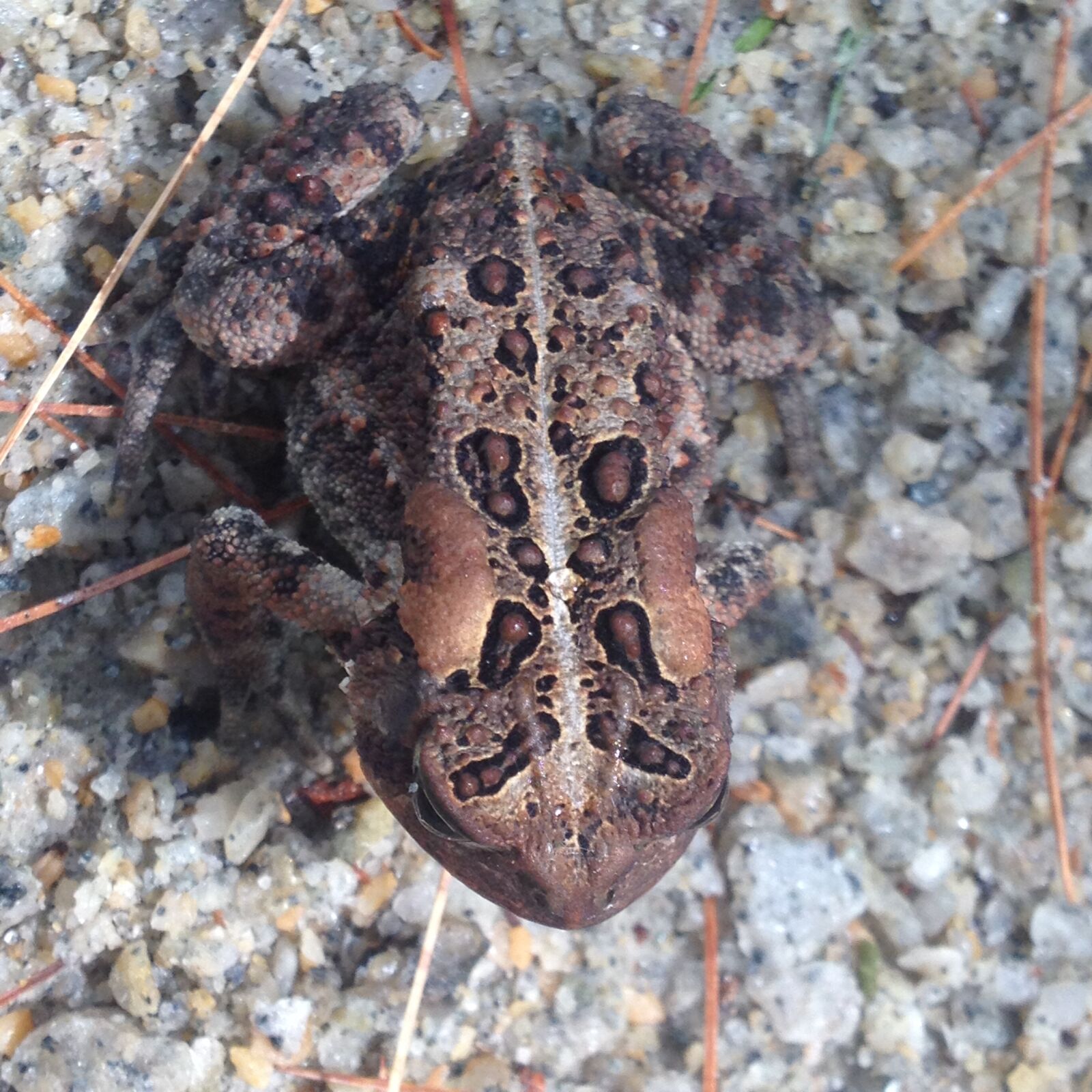 iPhone 4S back camera 4.28mm f/2.4 sample photo. Animals, frog, nature, toad photography