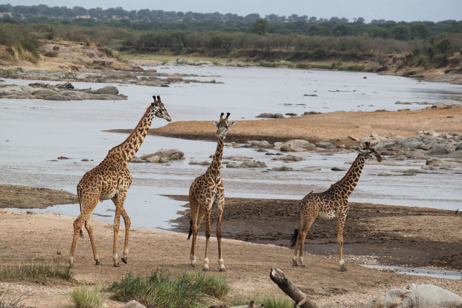 Canon EOS 500D (EOS Rebel T1i / EOS Kiss X3) sample photo. Safari, africa, animal photography