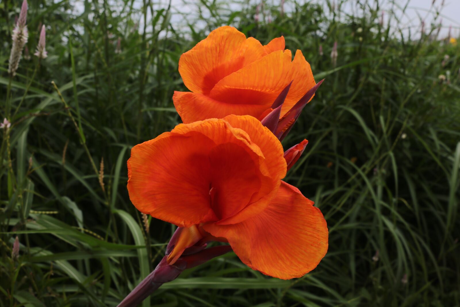 Canon EOS 750D (EOS Rebel T6i / EOS Kiss X8i) sample photo. Flowers, orange, lunch photography