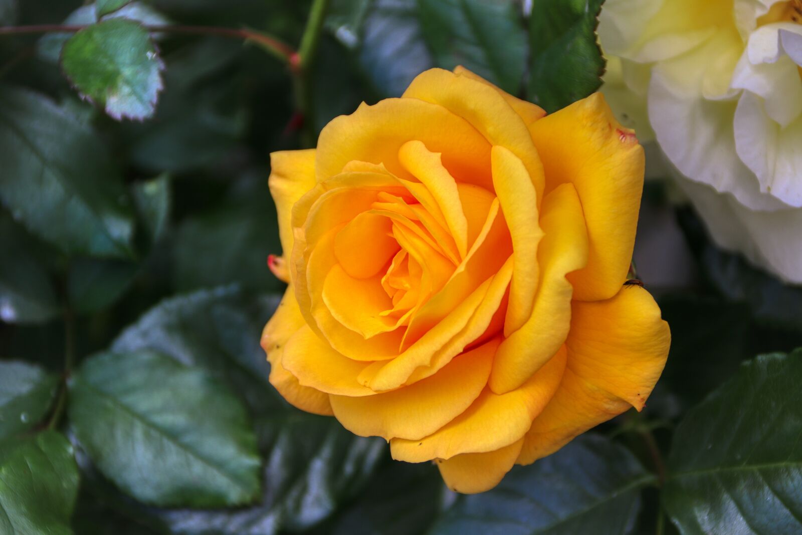Canon EOS 80D sample photo. Rose, yellow, blossom photography