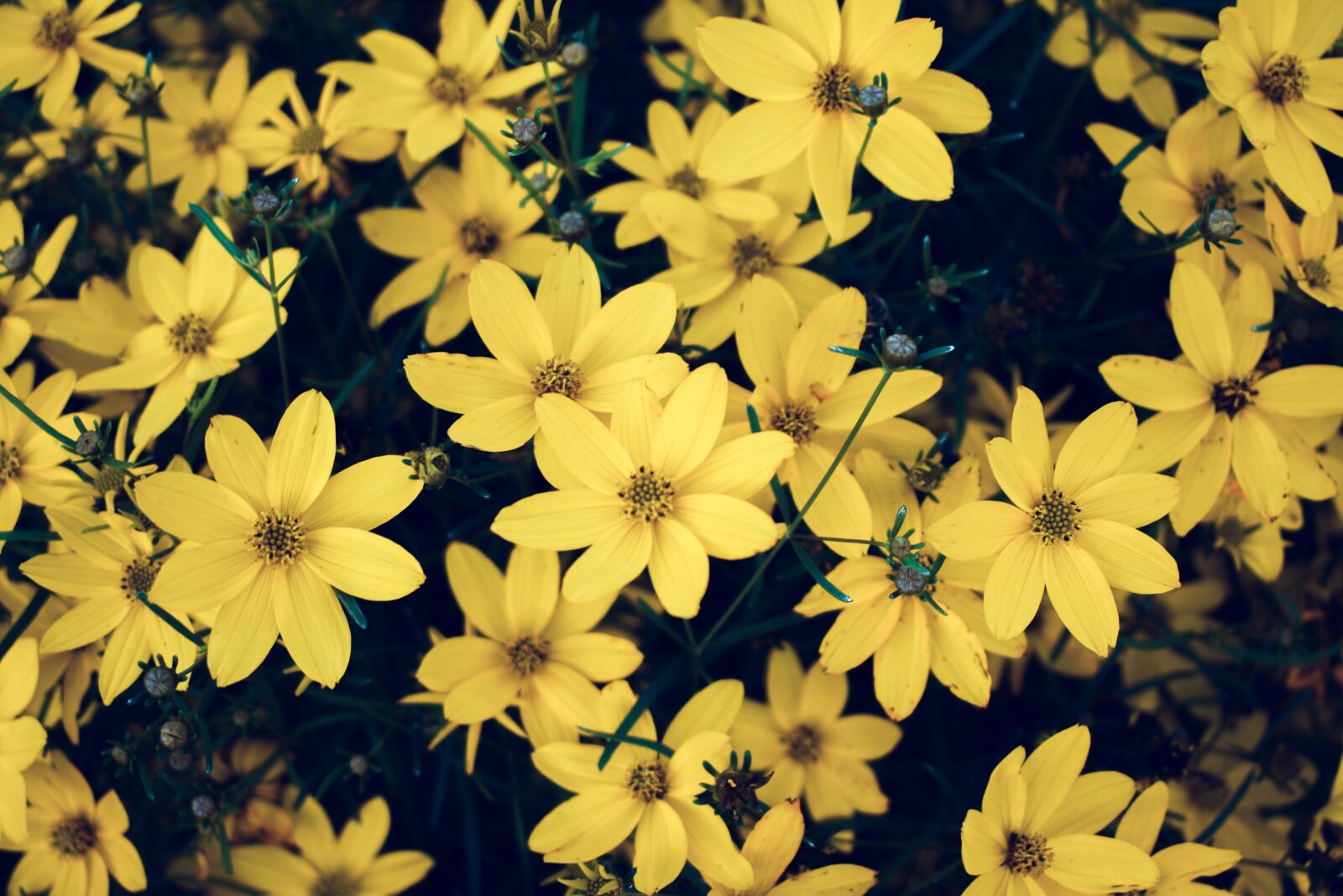 Nikon D5600 sample photo. Yellow flower, bloom petals photography
