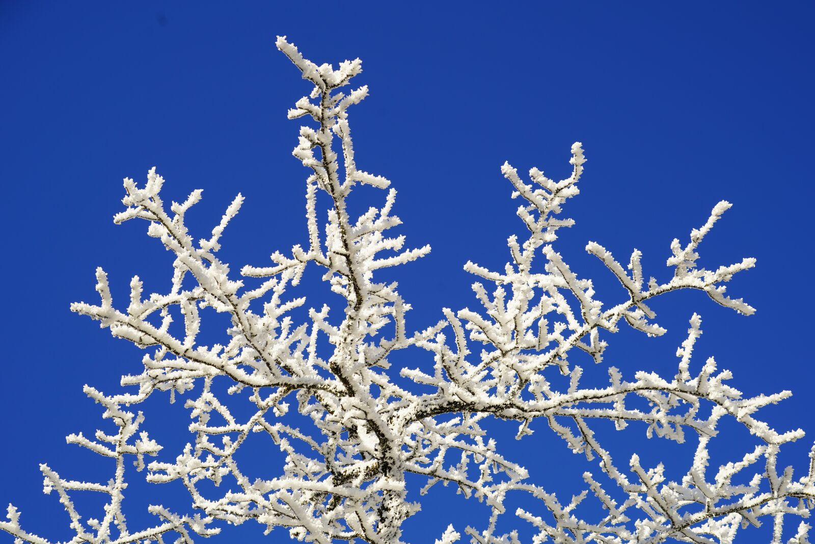 Sony a7R II + Sony FE 24-240mm F3.5-6.3 OSS sample photo. Hoarfrost, eiskristalle, crystals photography