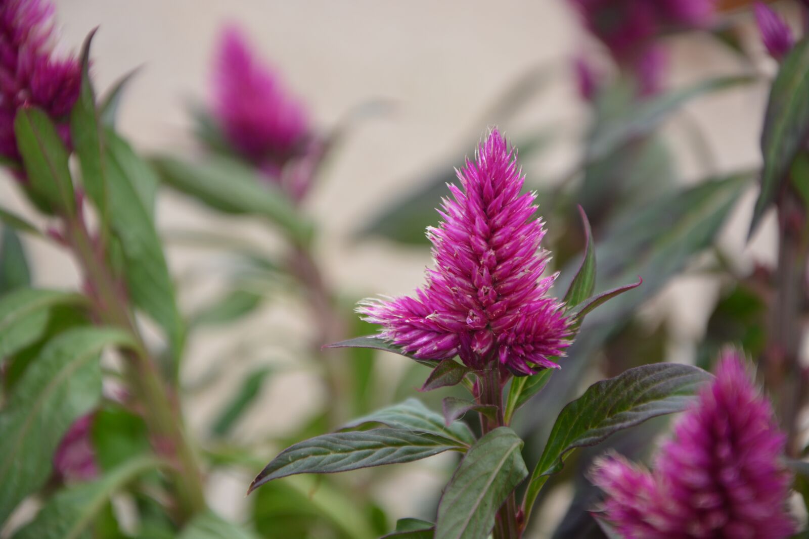 Nikon D5200 sample photo. Flowers c losia, pink photography