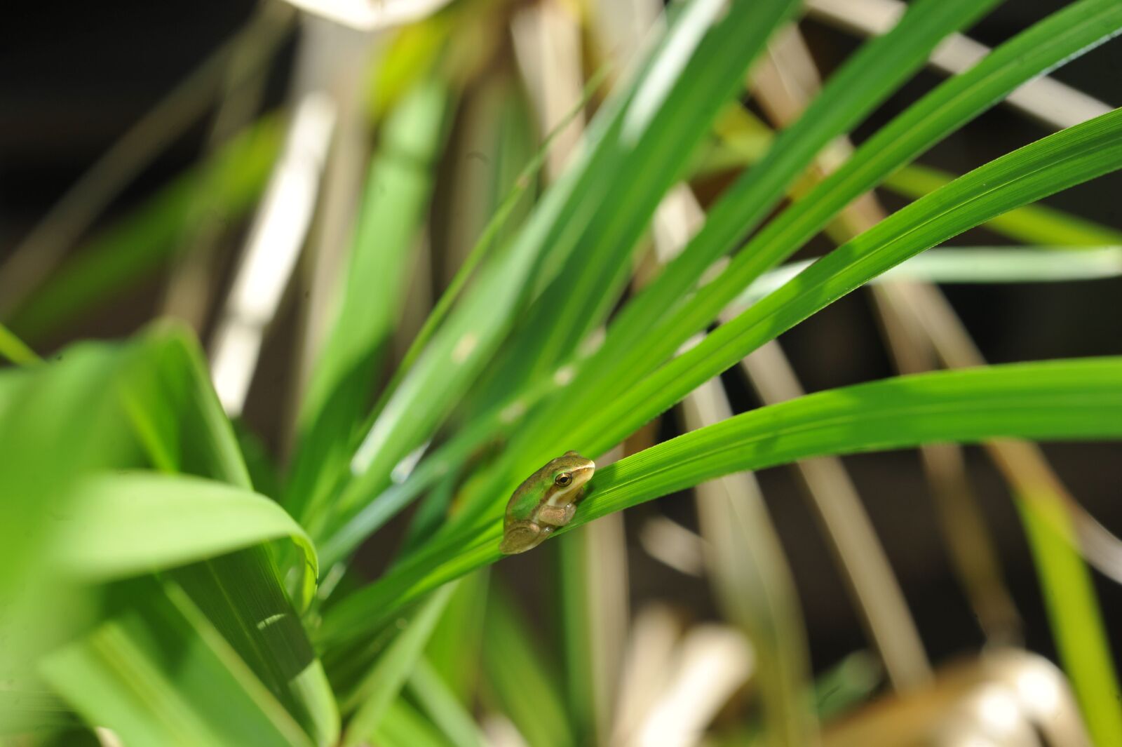 Nikon D700 sample photo. Green tree frog, small photography