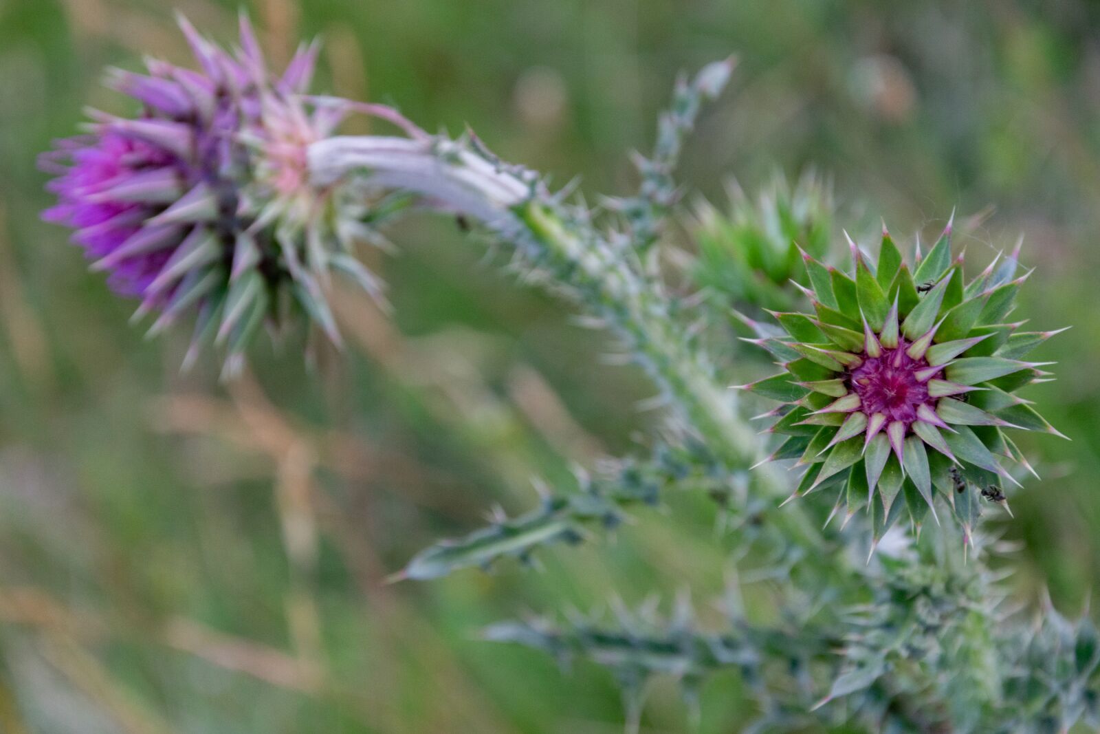 Nikon D3300 sample photo. Thistle, meadow, nature photography