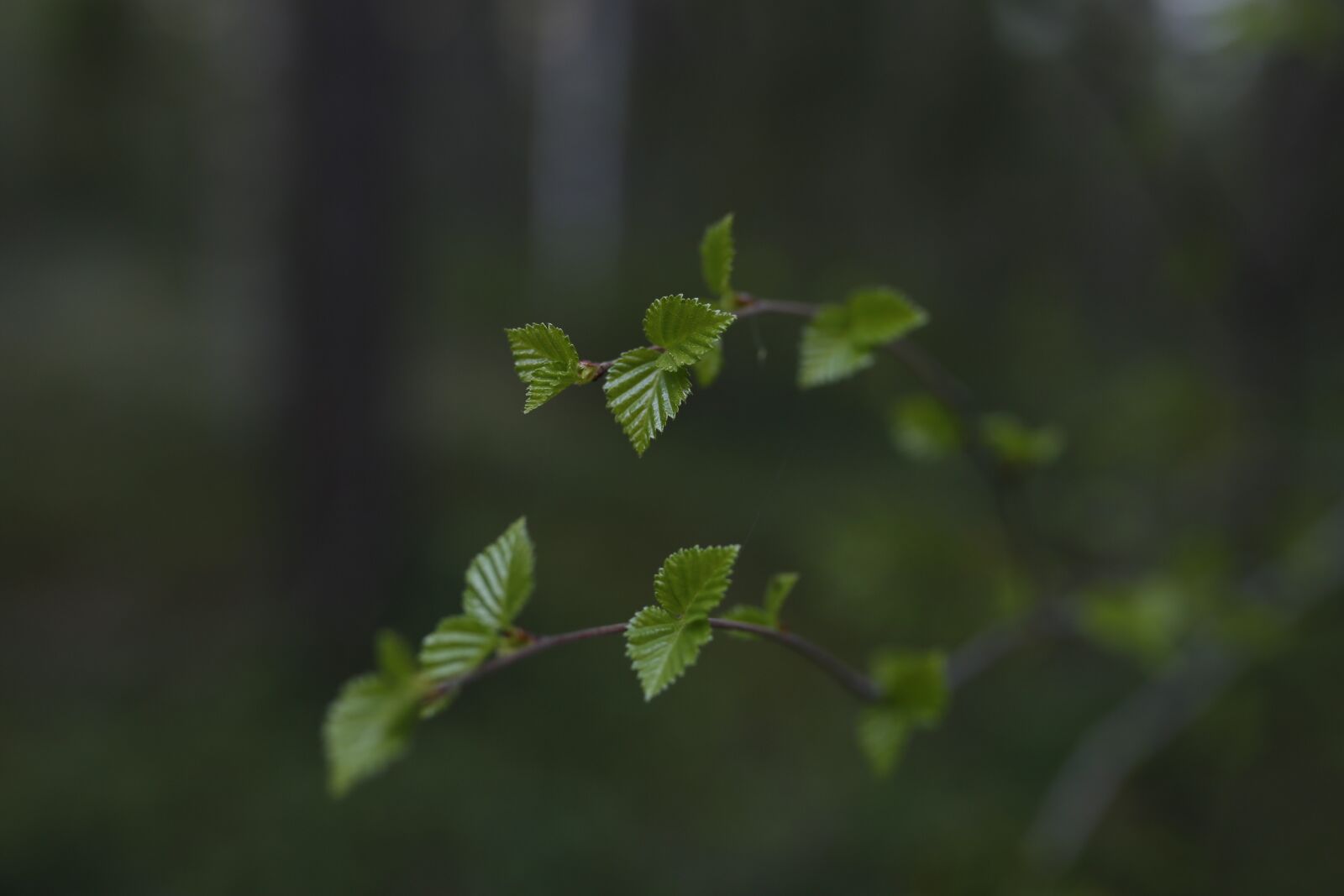 Canon EOS 6D sample photo. Birch leaves, spring, nature photography