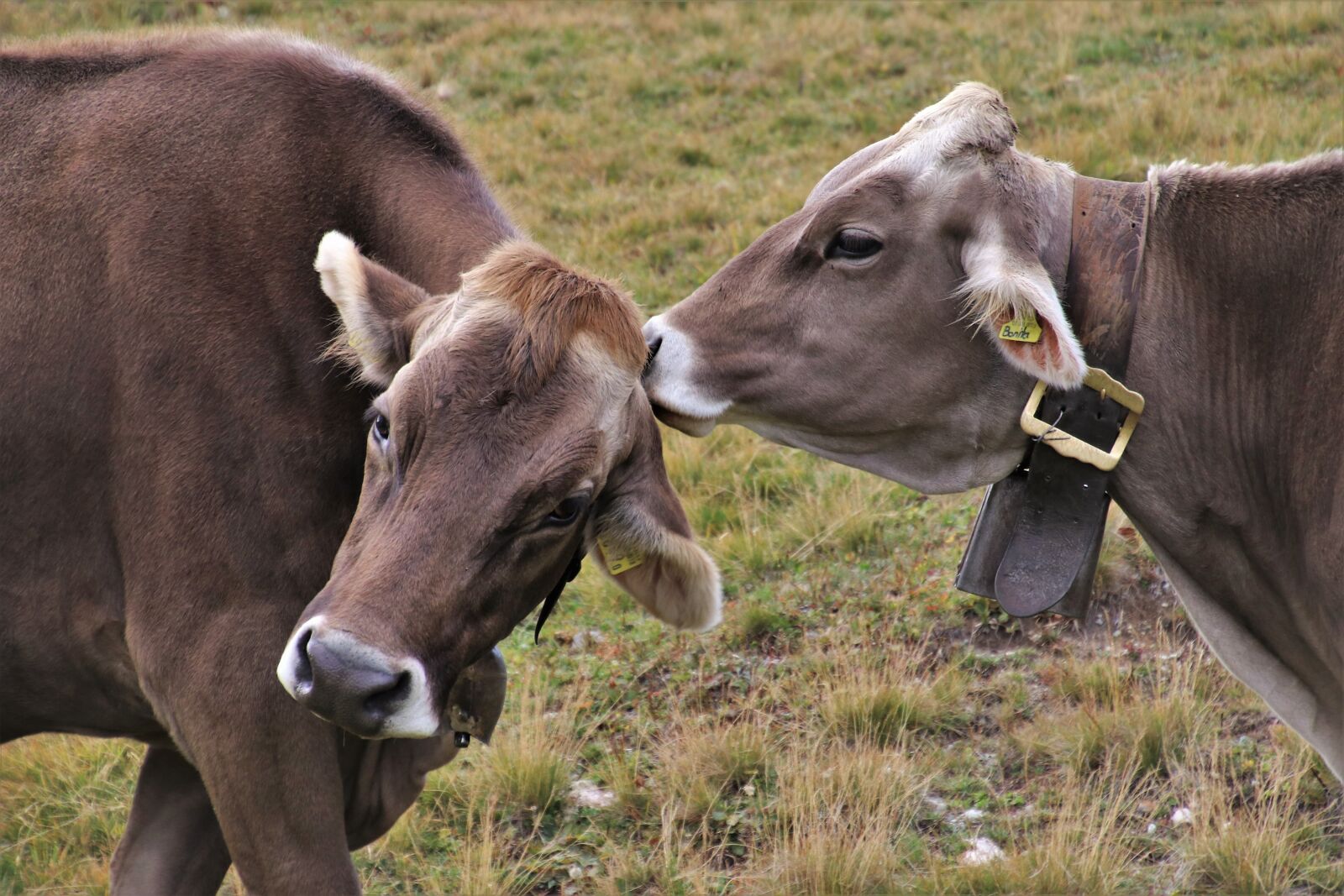 Canon EOS 80D sample photo. Cows, charming, alpine photography