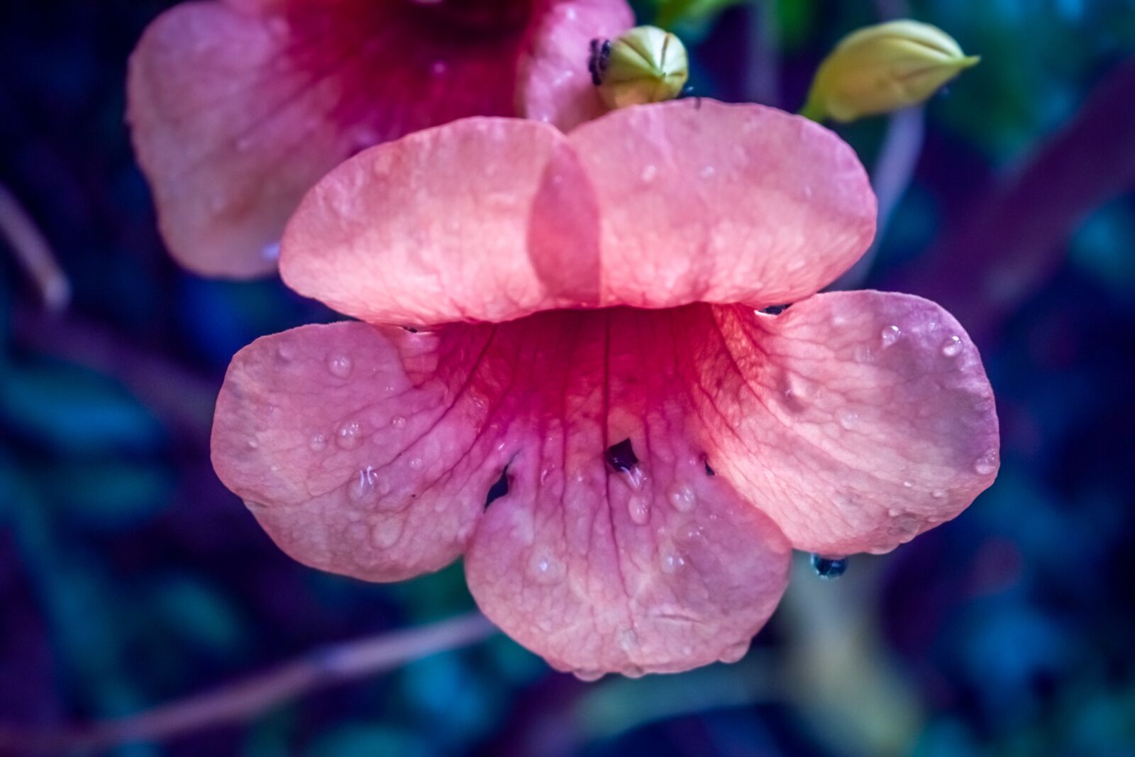 Nikon D3300 sample photo. Pink, blue, flower photography