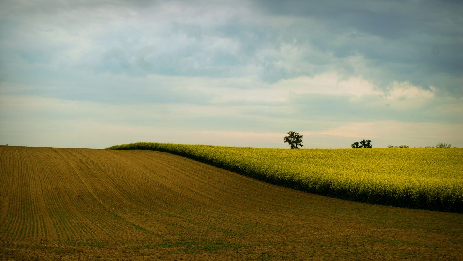 Nikon D200 sample photo. Landscape, rape, rape land photography