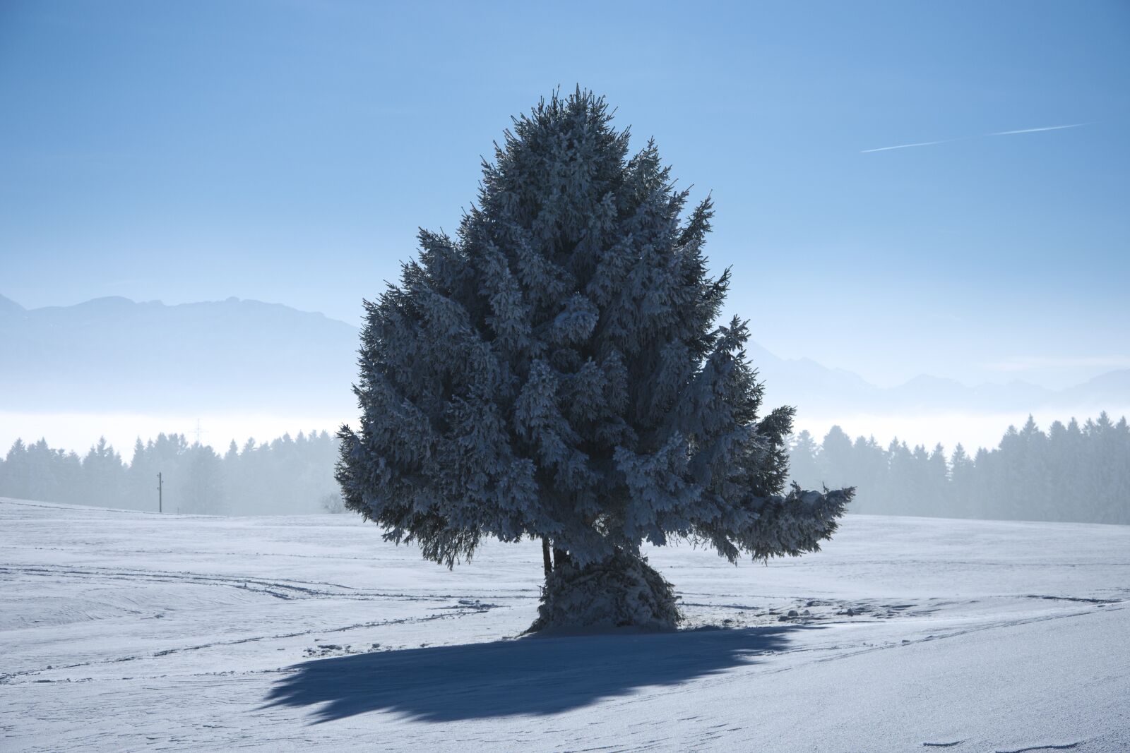 Nikon D7200 sample photo. Winter, tree, nature photography
