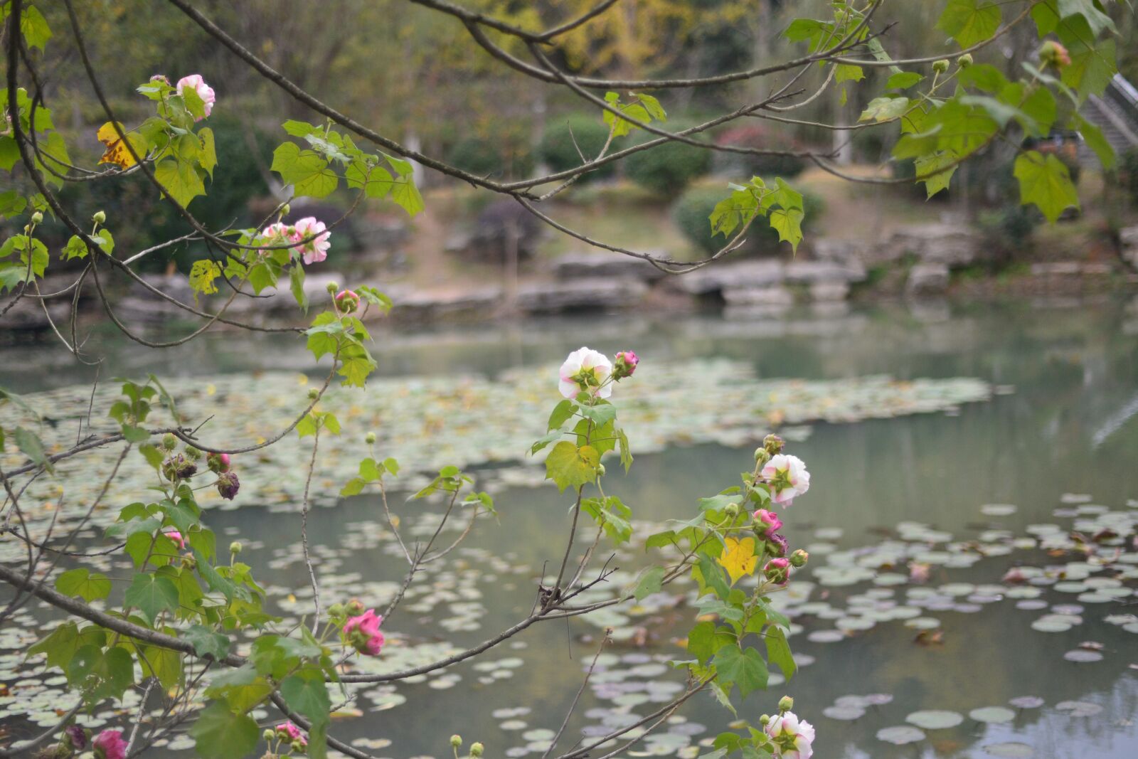 Nikon D610 sample photo. Park, 木芙蓉, flower photography