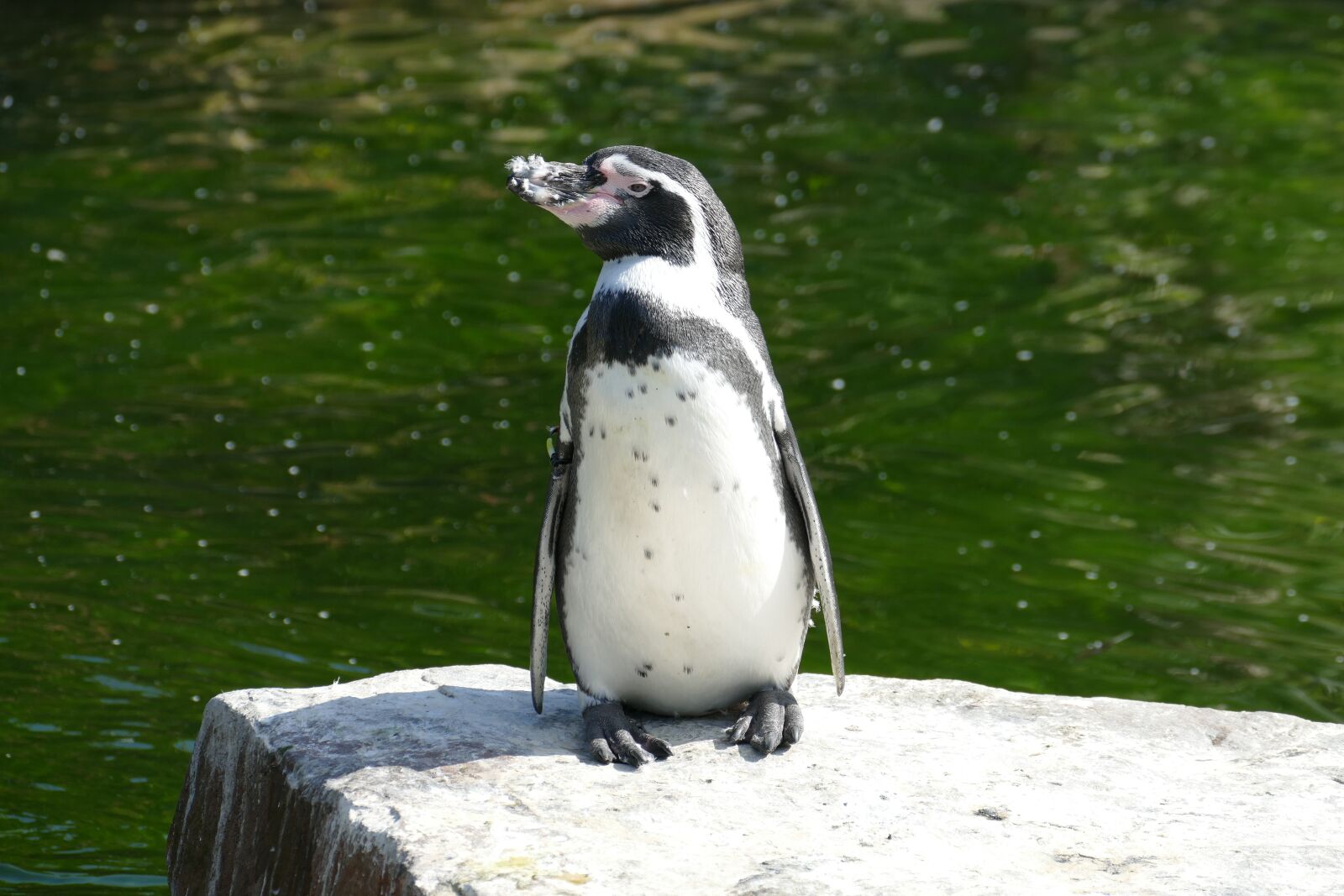 Panasonic Lumix DMC-FZ1000 sample photo. Penguin, sea, antarctica photography