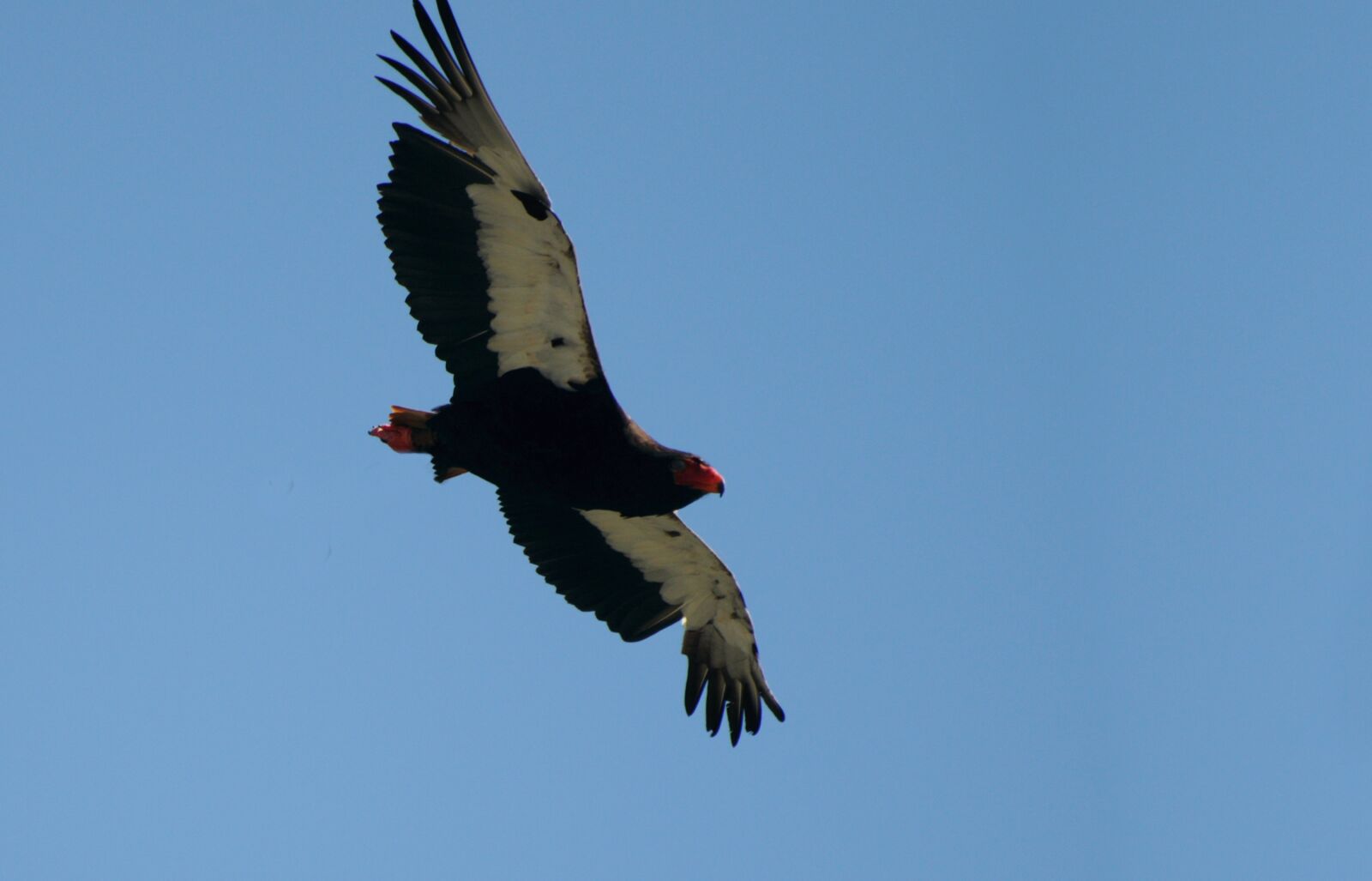 Nikon D300 sample photo. Jester, bird, adler photography