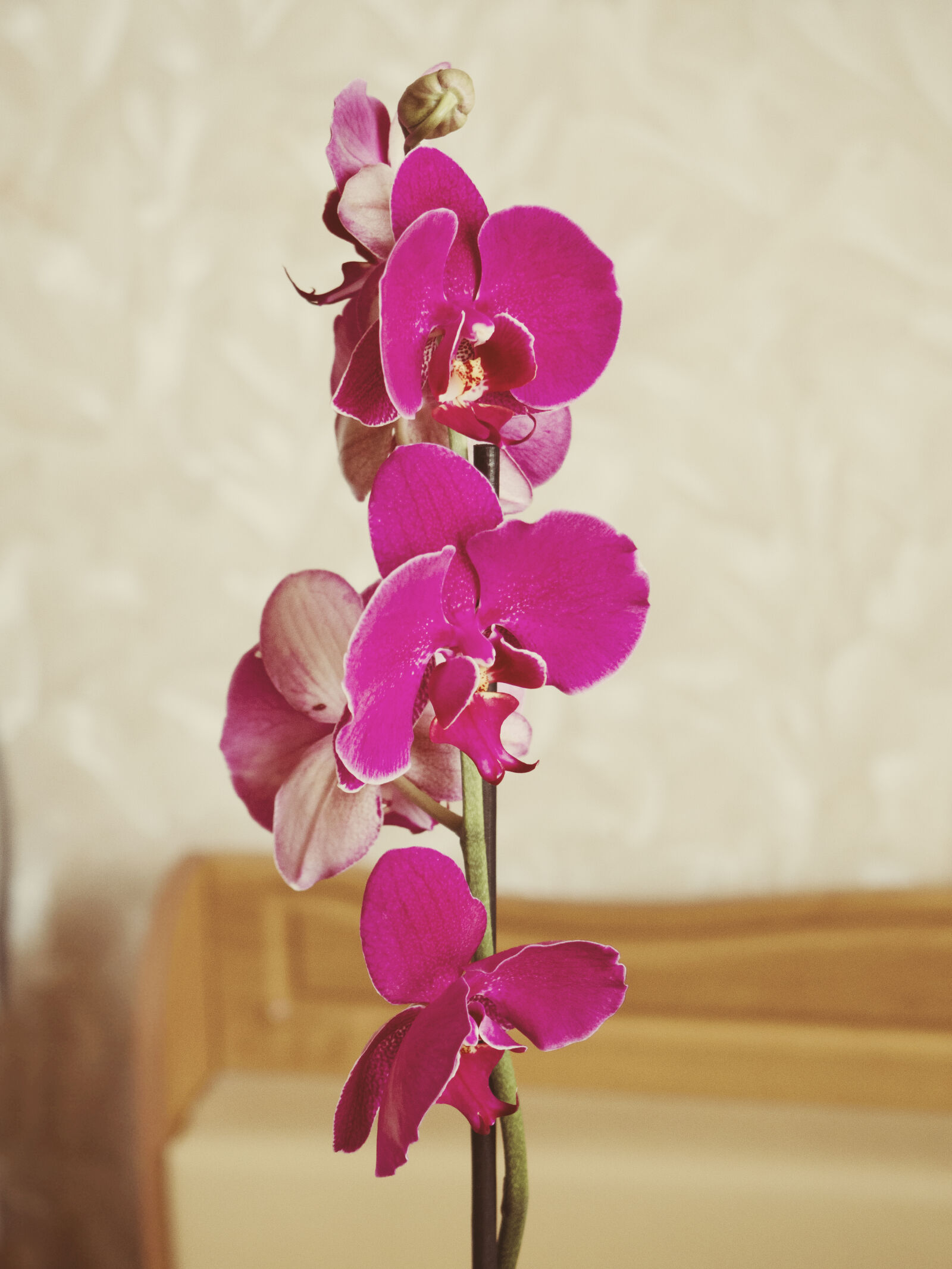 Olympus OM-D E-M10 II sample photo. Beautiful, beauty, color, flora photography