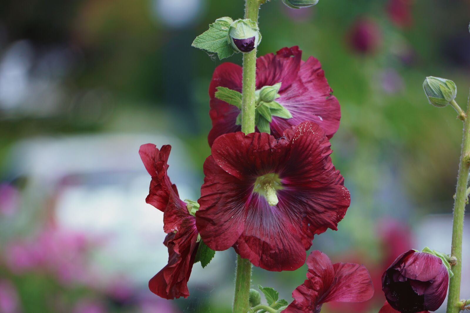 Sony E 55-210mm F4.5-6.3 OSS sample photo. Botanique, couleurs, fleur, flore photography