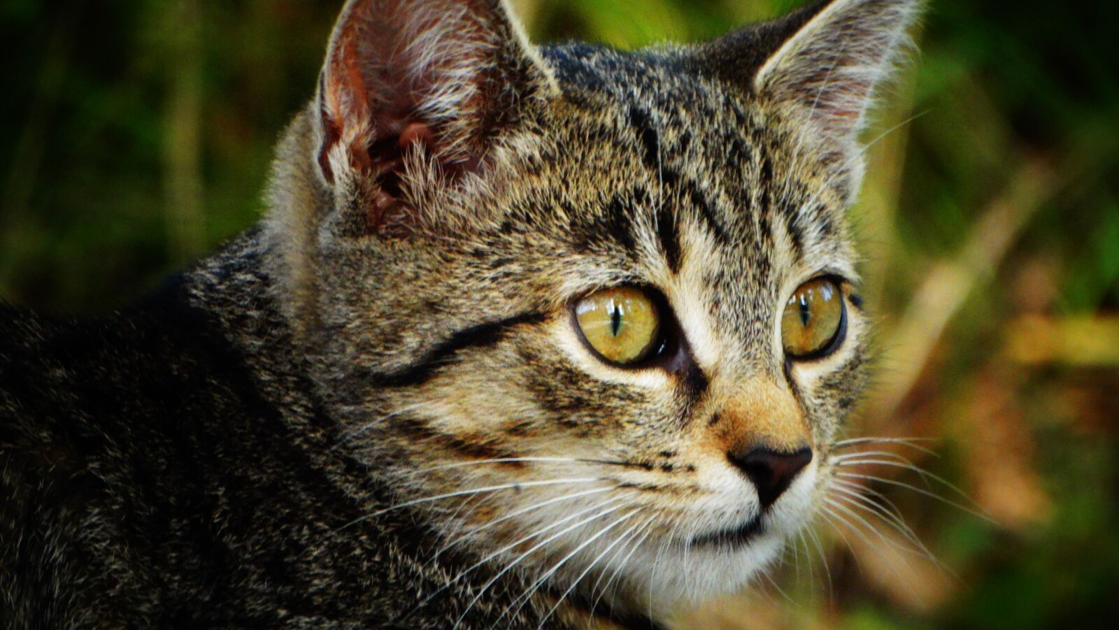Sony Cyber-shot DSC-HX300 sample photo. Cat, kitten, tabby cat photography