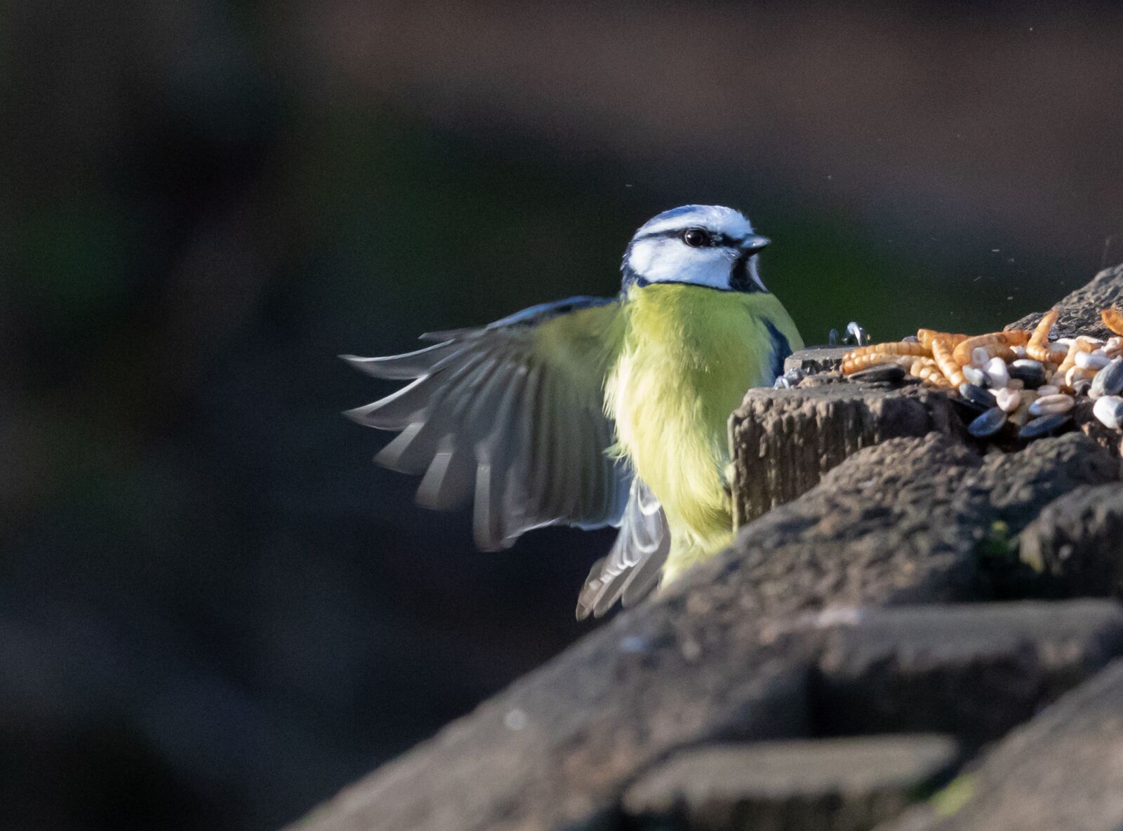 Canon EOS 7D Mark II + Canon EF 100-400mm F4.5-5.6L IS II USM sample photo. Blue tit, tit, small photography