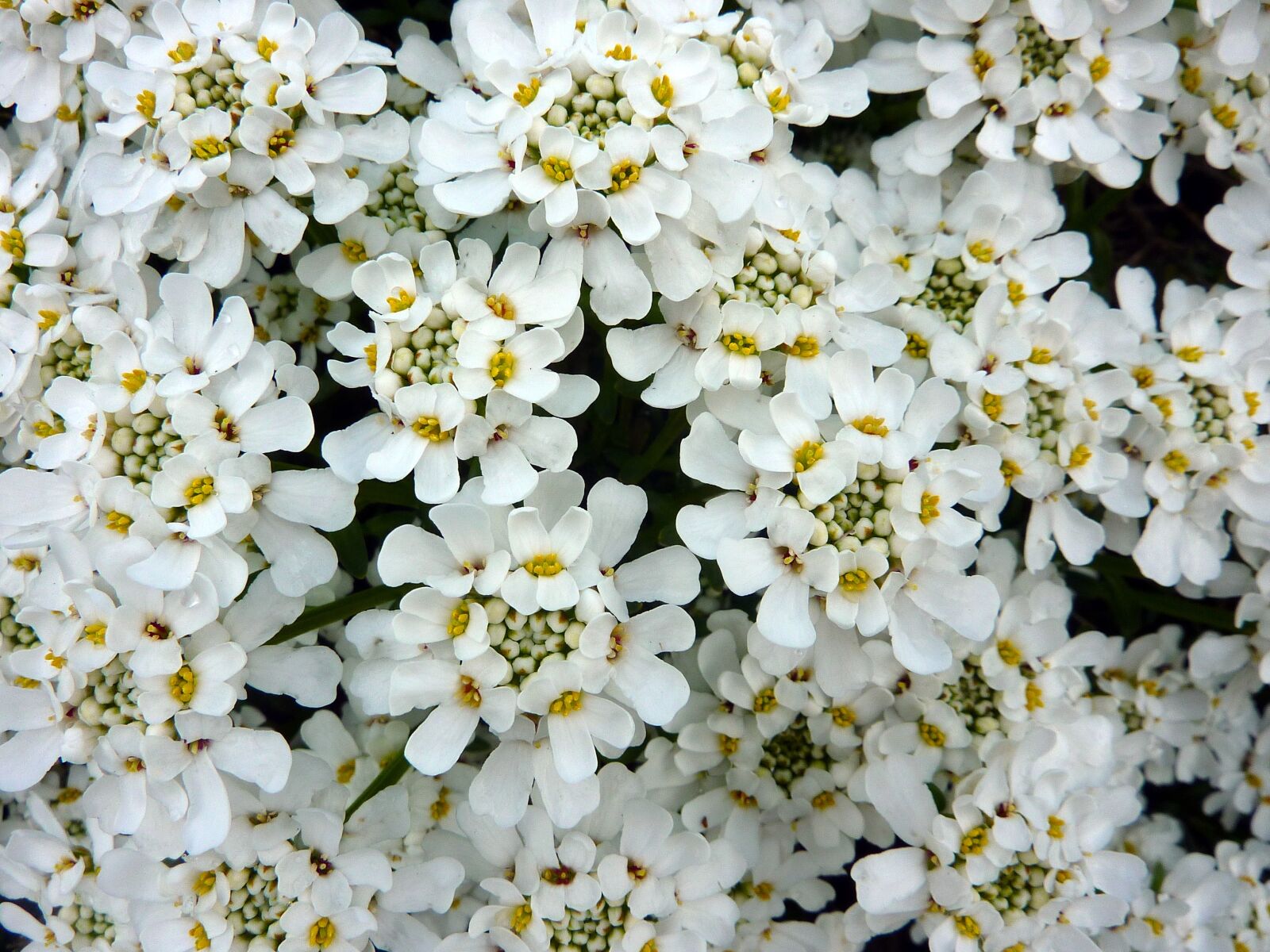 Panasonic DMC-ZS3 sample photo. Flower, white, blossom photography
