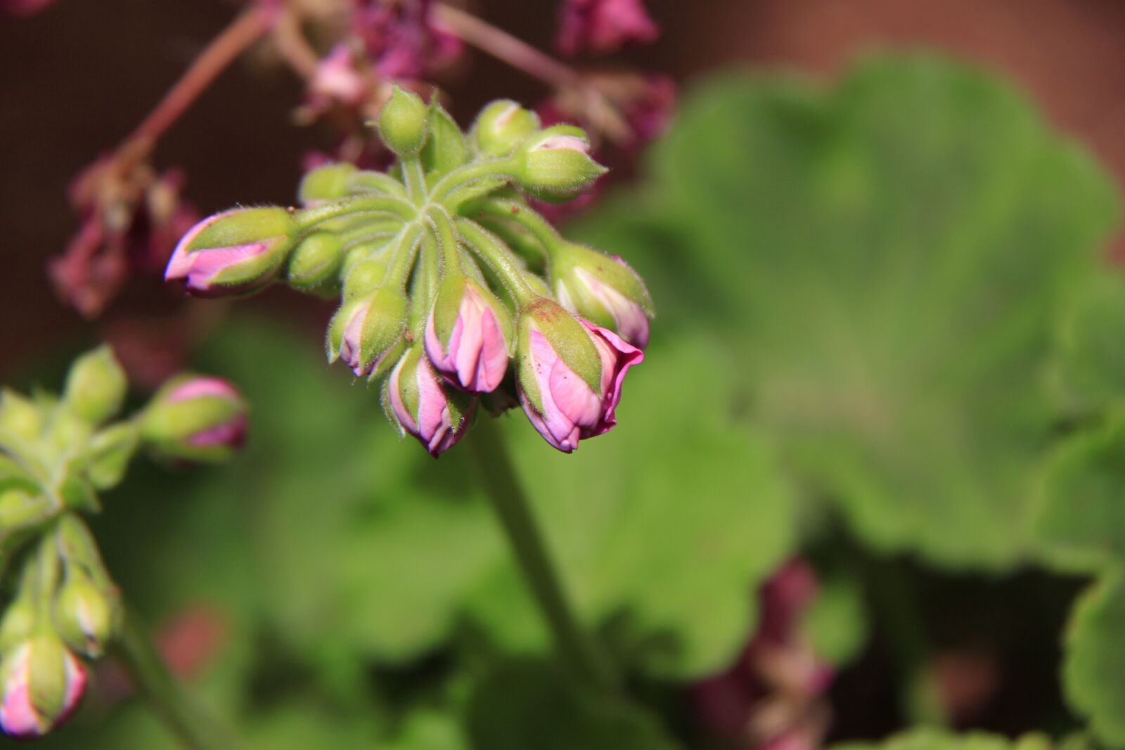 Canon EOS 500D (EOS Rebel T1i / EOS Kiss X3) sample photo. Flowers, buds, bloom photography