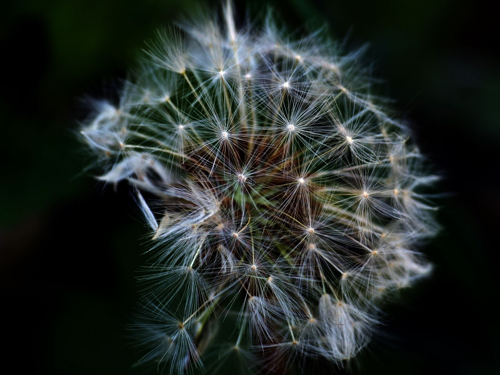 Panasonic Lumix DMC-FZ200 sample photo. Dandelion, flowers, close up photography