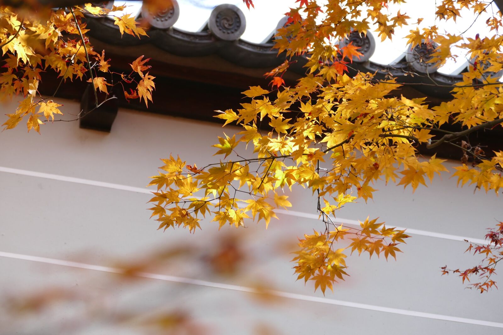 Panasonic Lumix DMC-FZ1000 sample photo. Kyoto, temple, fall photography