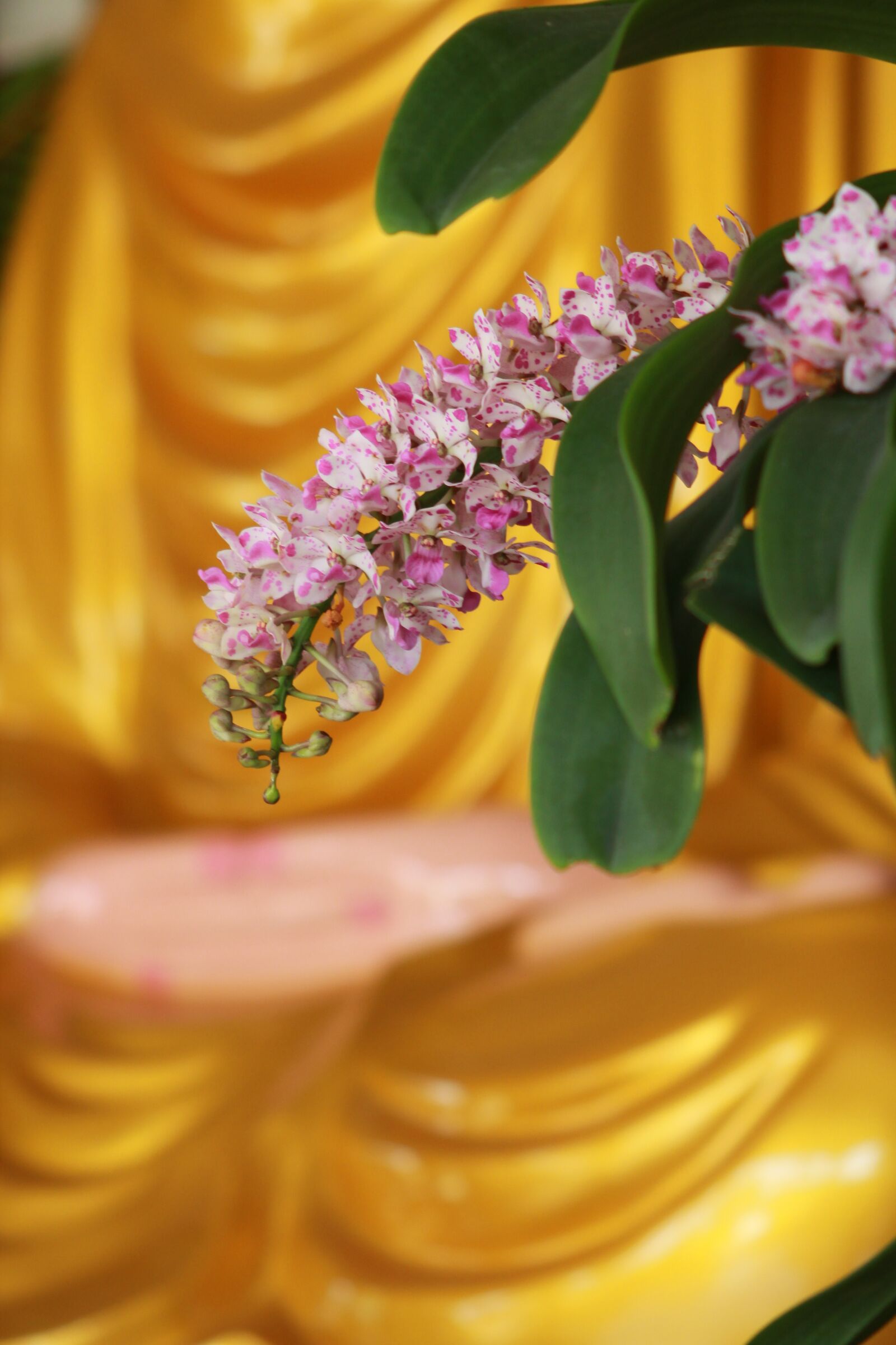 Canon EF 55-200mm F4.5-5.6 II USM sample photo. Buddha, zen, orchid photography