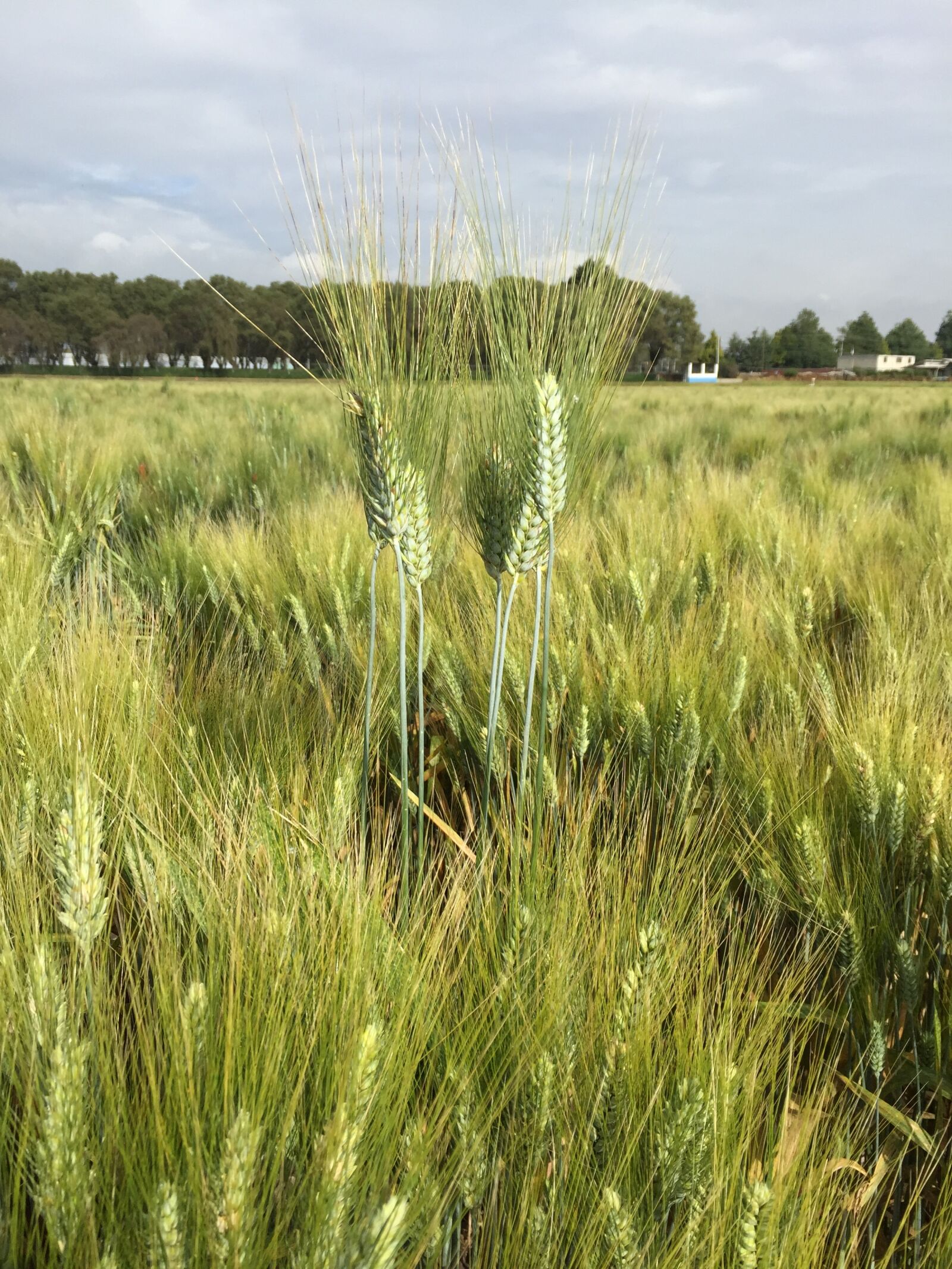 Apple iPhone 6 sample photo. Wheat, durum wheat, field photography