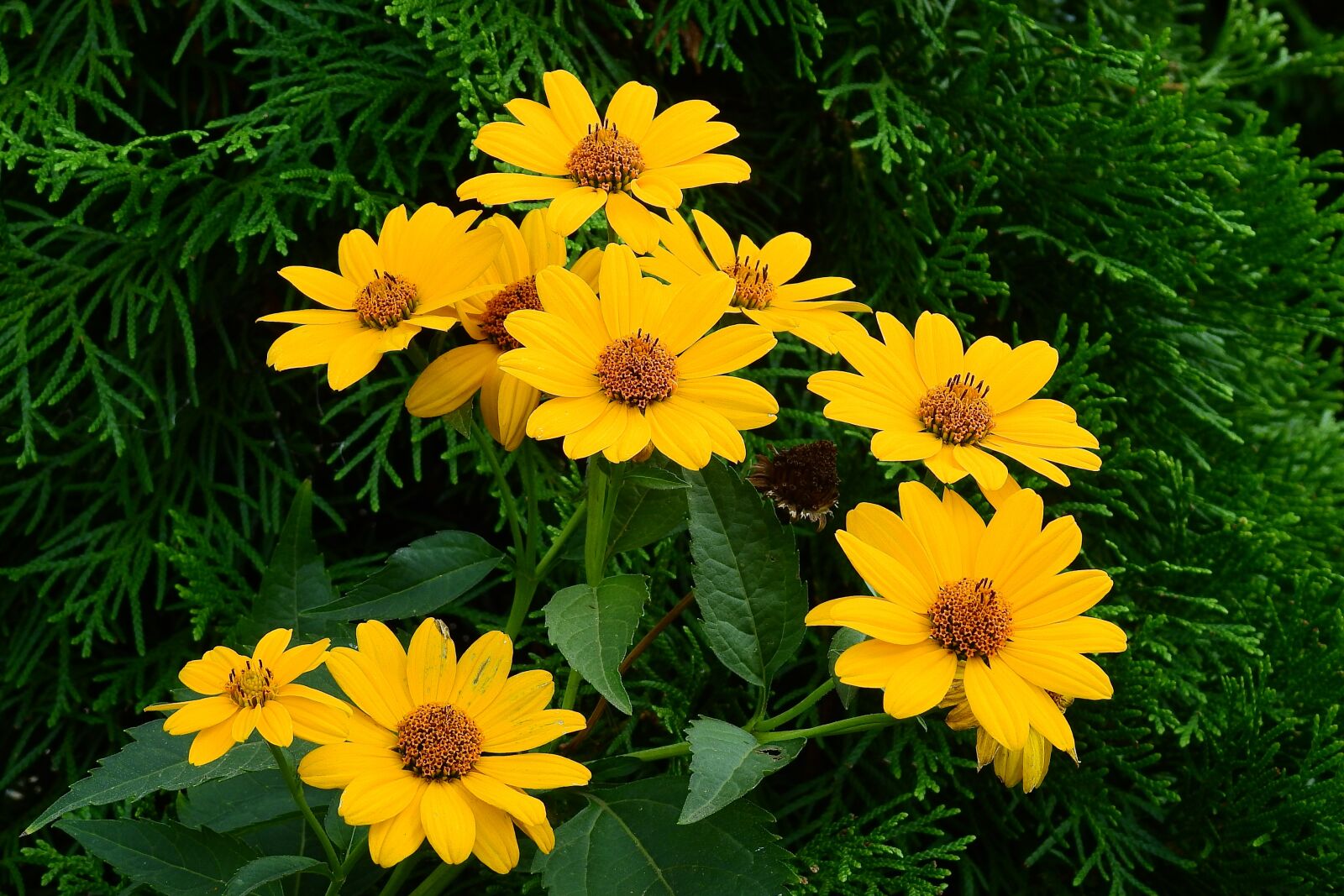 Nikon Coolpix P900 sample photo. Garden, flowers, beauty photography