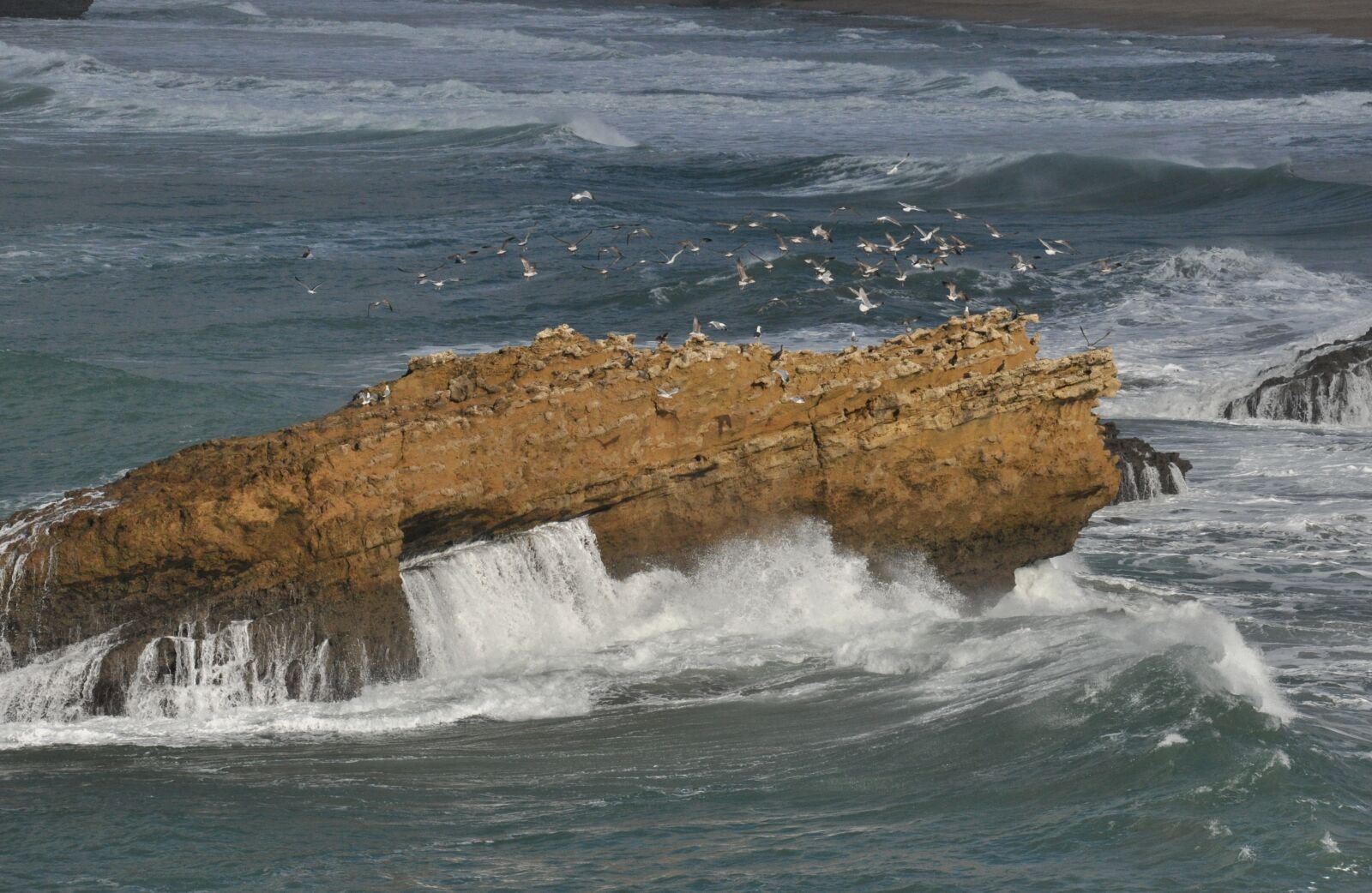 Nikon D90 sample photo. Seagulls, rock, ocean photography