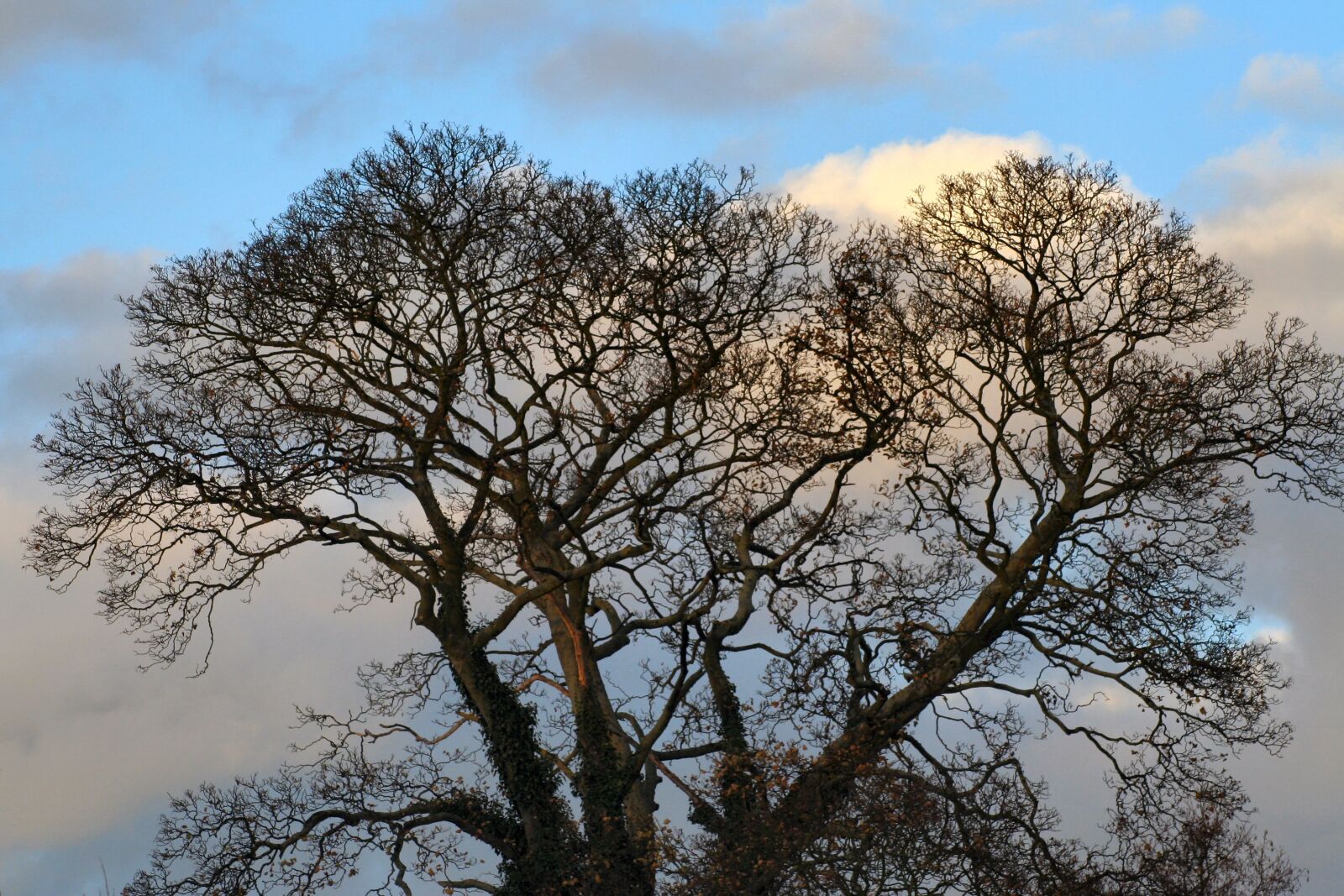 Canon EOS 350D (EOS Digital Rebel XT / EOS Kiss Digital N) sample photo. Tree, sky, nature photography