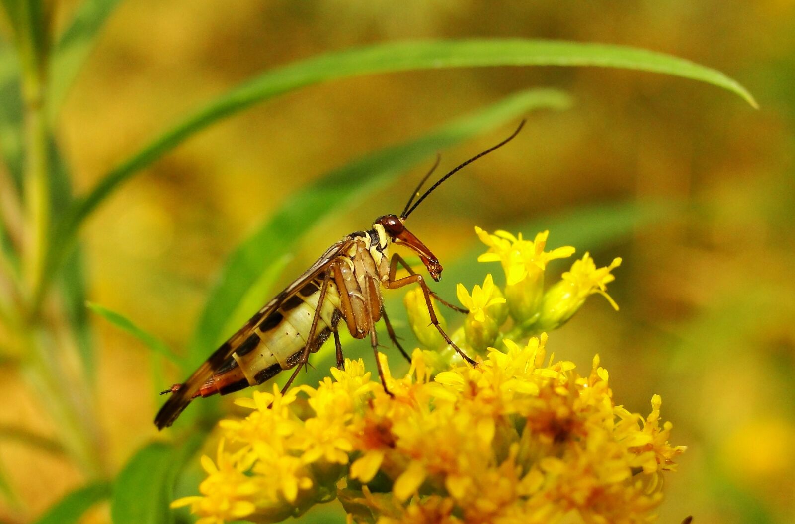 Sony Cyber-shot DSC-HX1 sample photo. Nature, insect, at the photography