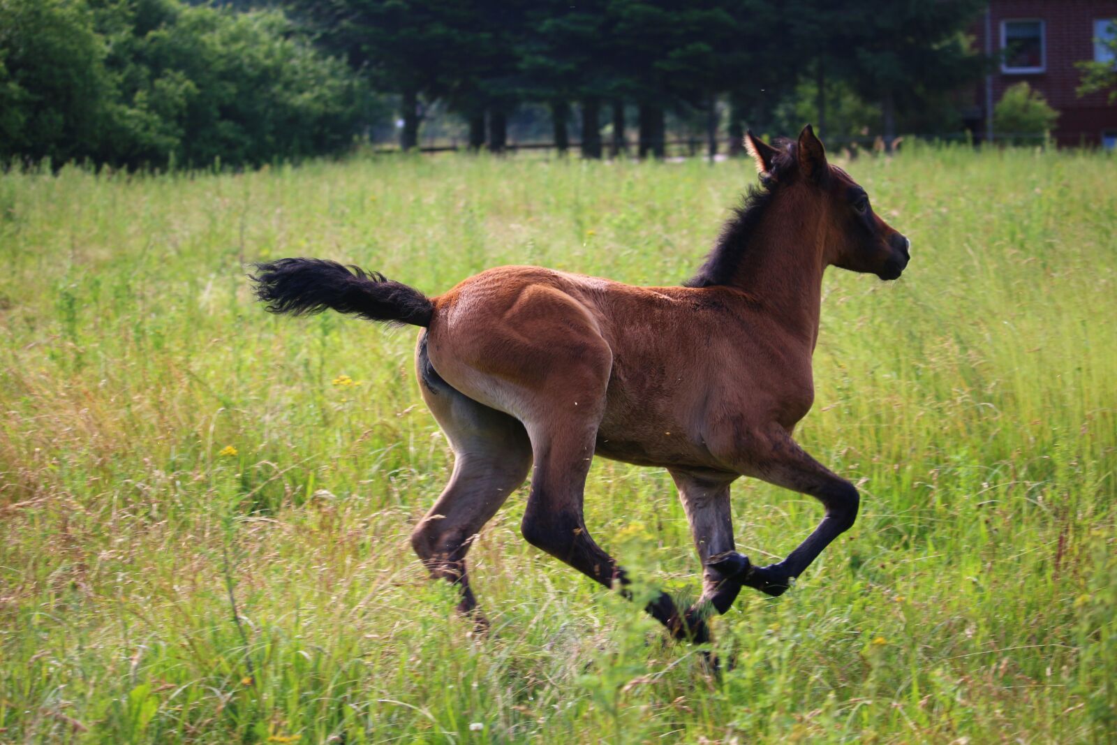Canon EOS 100D (EOS Rebel SL1 / EOS Kiss X7) sample photo. Horse, foal, brown mold photography