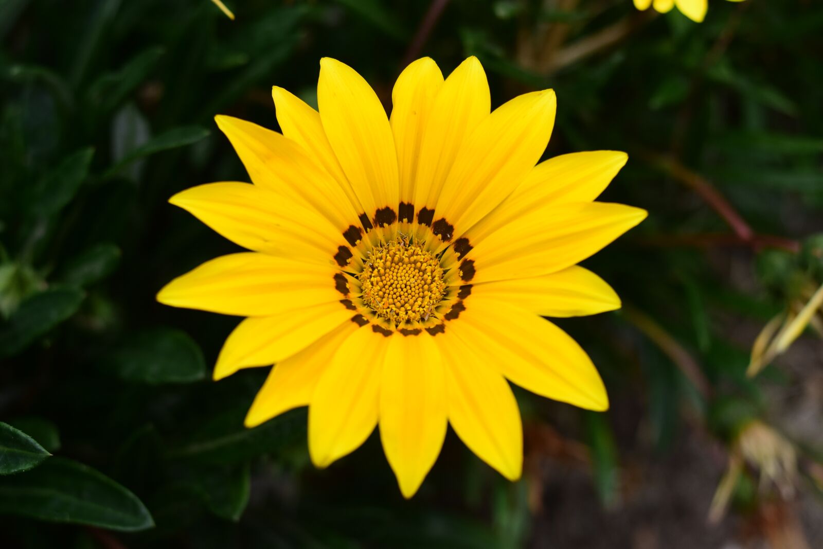 Nikon D3400 sample photo. Plant, nature, flower photography