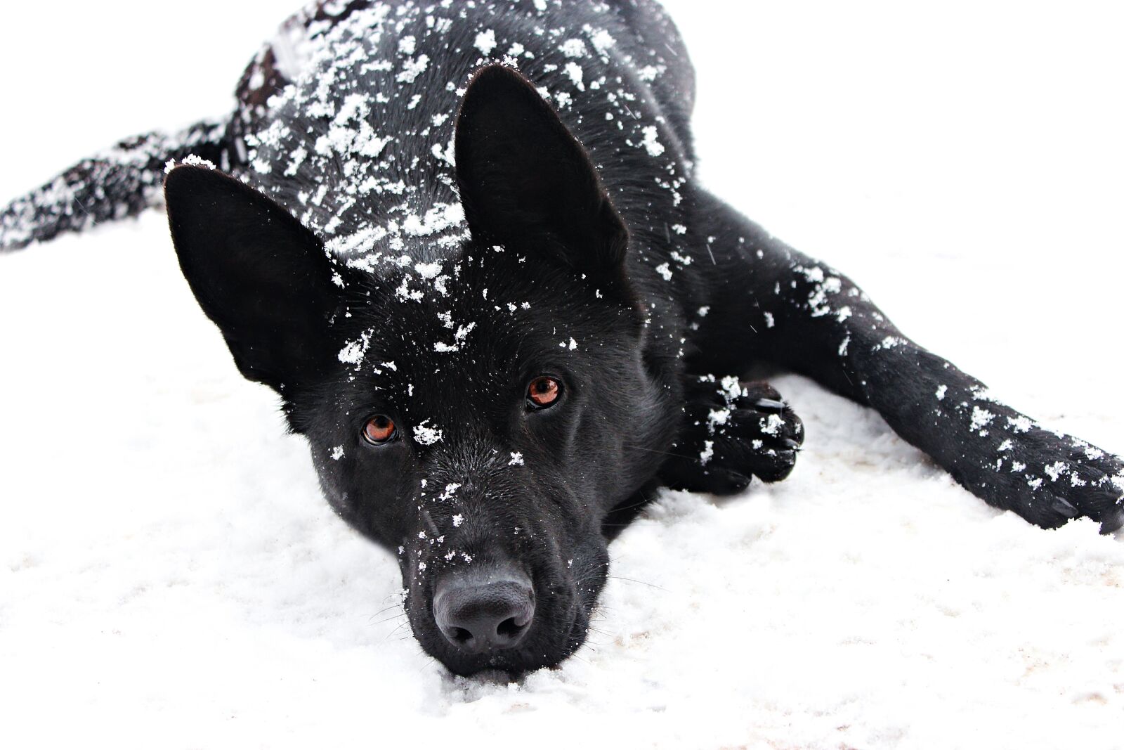 Canon EOS 600D (Rebel EOS T3i / EOS Kiss X5) sample photo. Black german shepherd, dog photography