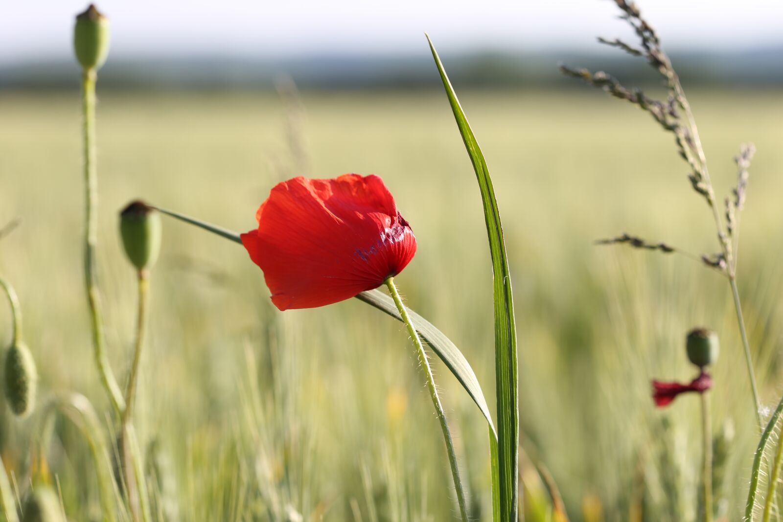 Canon EOS 6D + Canon EF 100mm F2.8 Macro USM sample photo. Red poppy in wheat photography