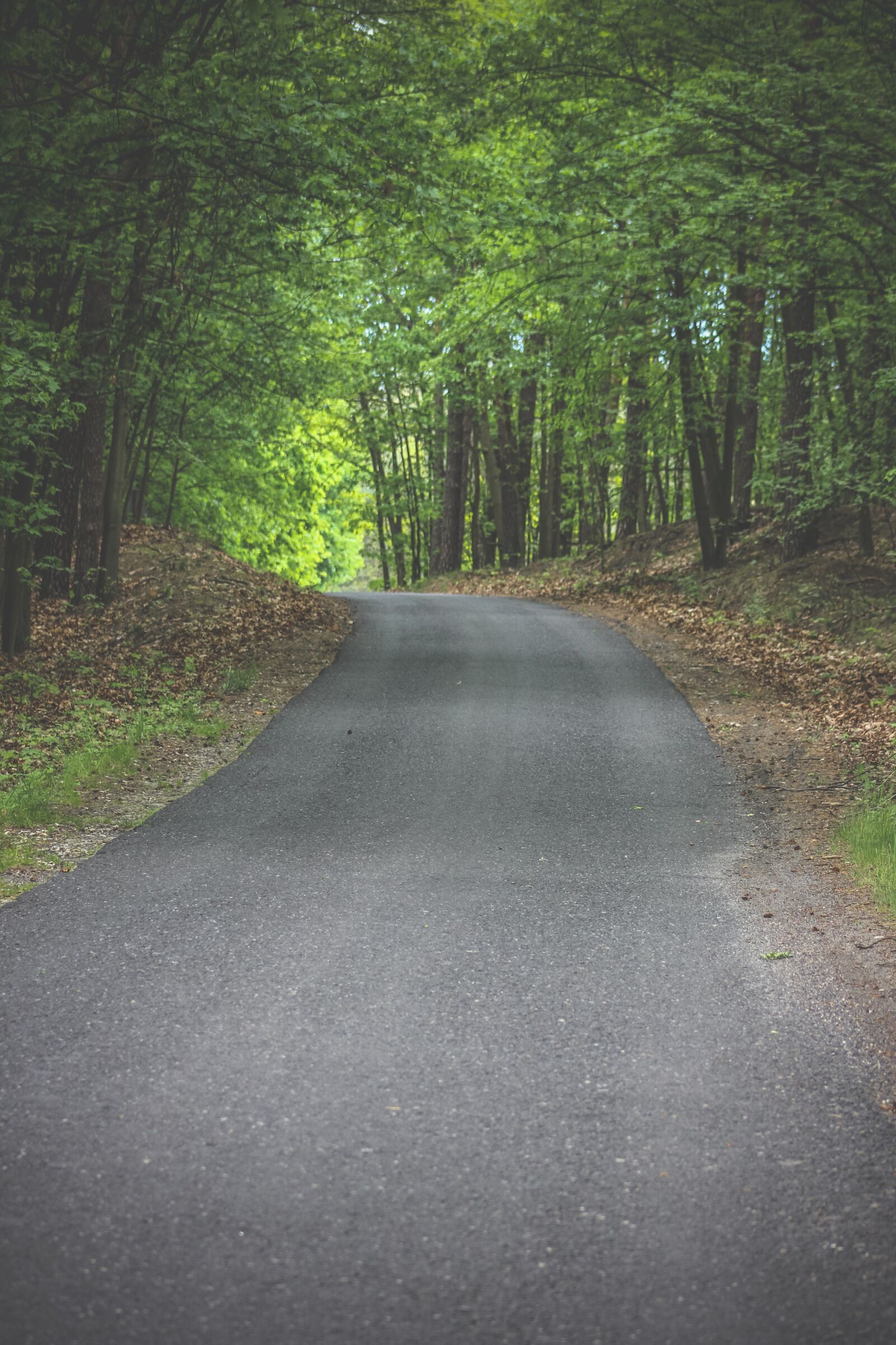 Canon EF75-300mm f/4-5.6 sample photo. Road, forest, nature photography