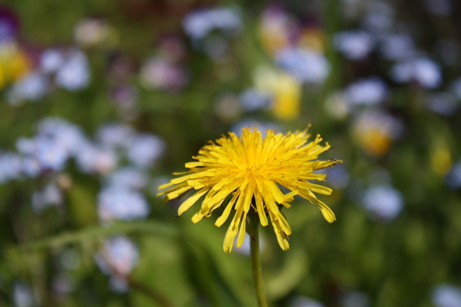 Canon EOS 1000D (EOS Digital Rebel XS / EOS Kiss F) sample photo. Flower, field, when photography