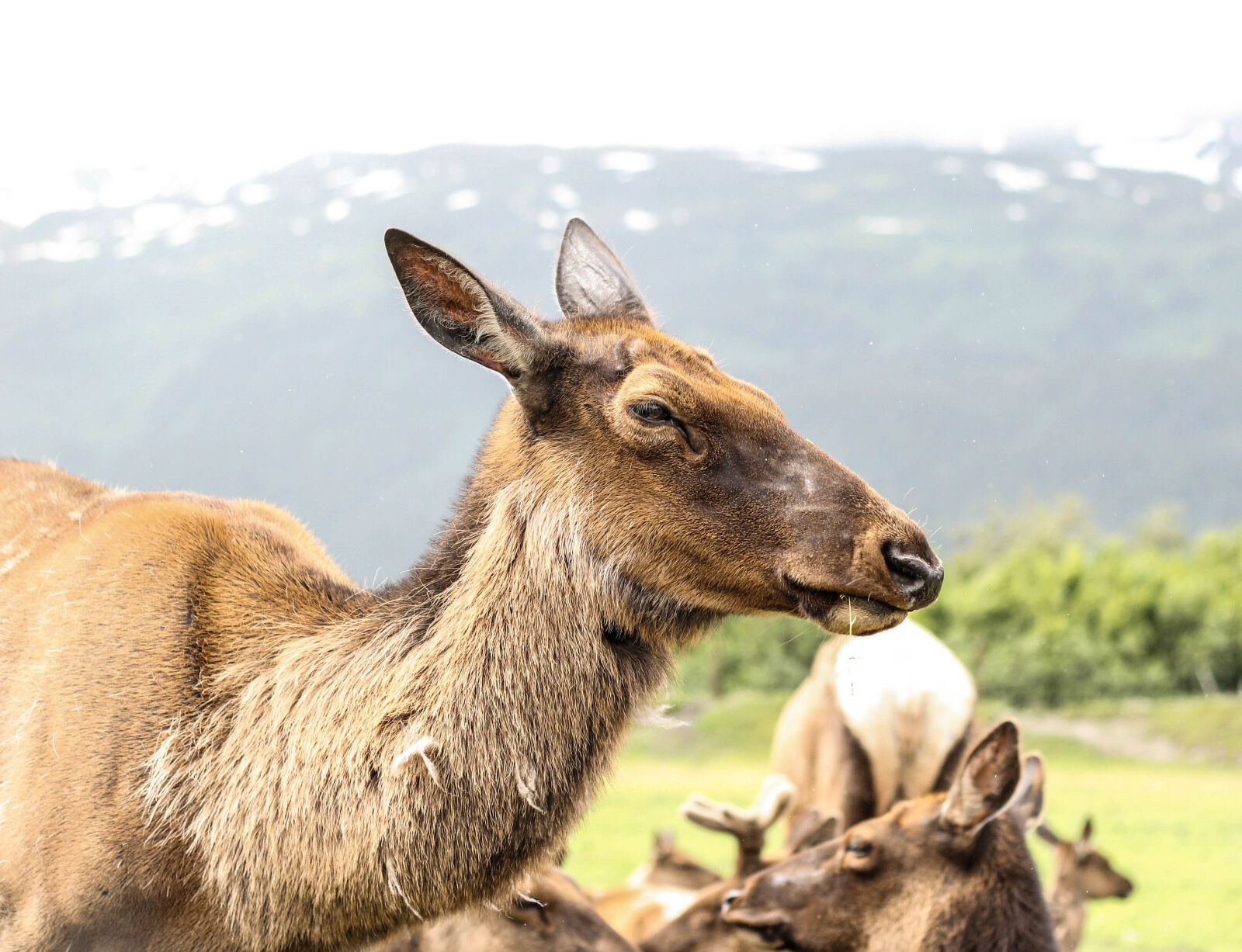 Canon EOS 60D + Canon EF 50mm F1.8 II sample photo. Alaska, animal, headshot, herd photography