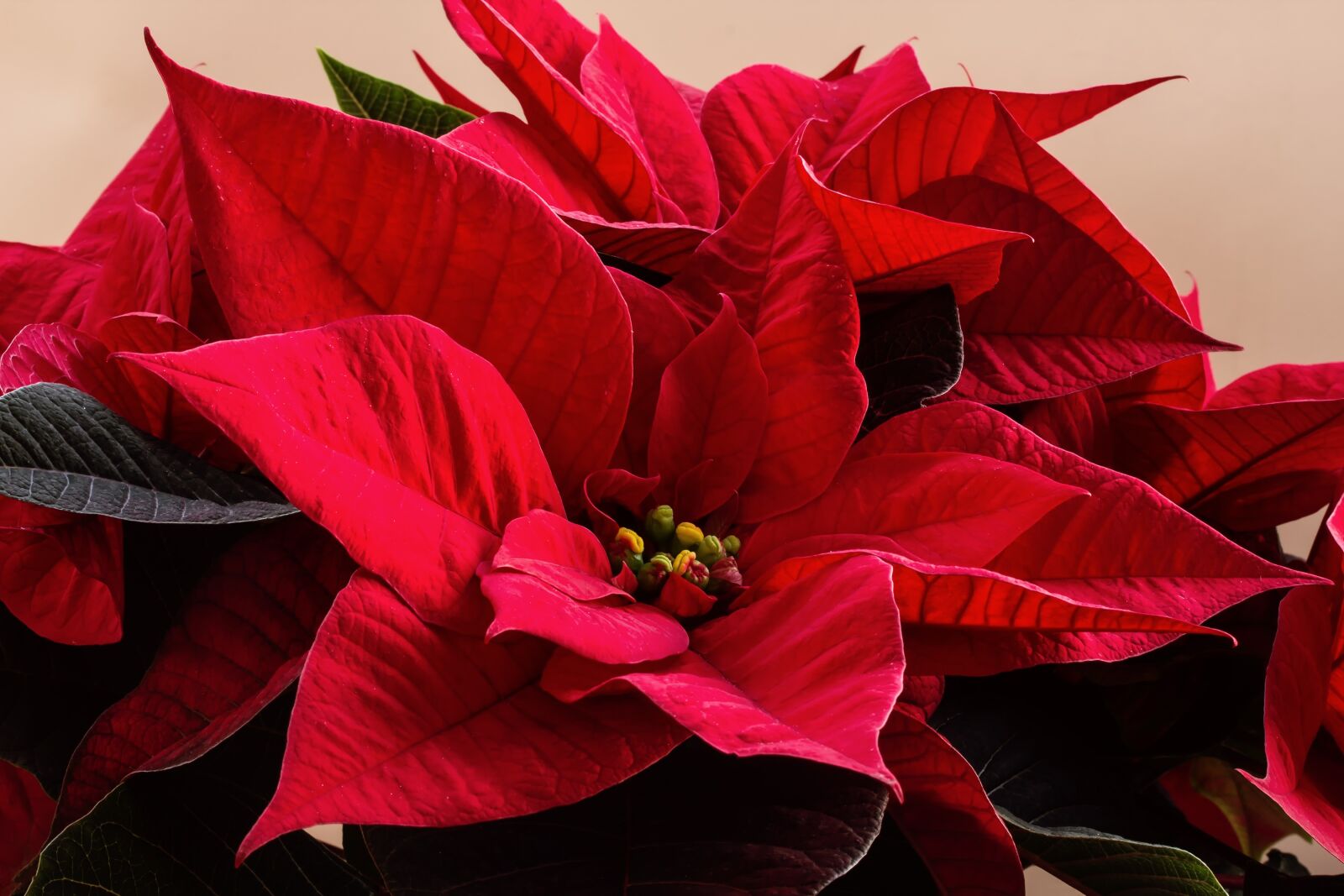 Canon EF-S 60mm F2.8 Macro USM sample photo. Nature, flowers, houseplants photography