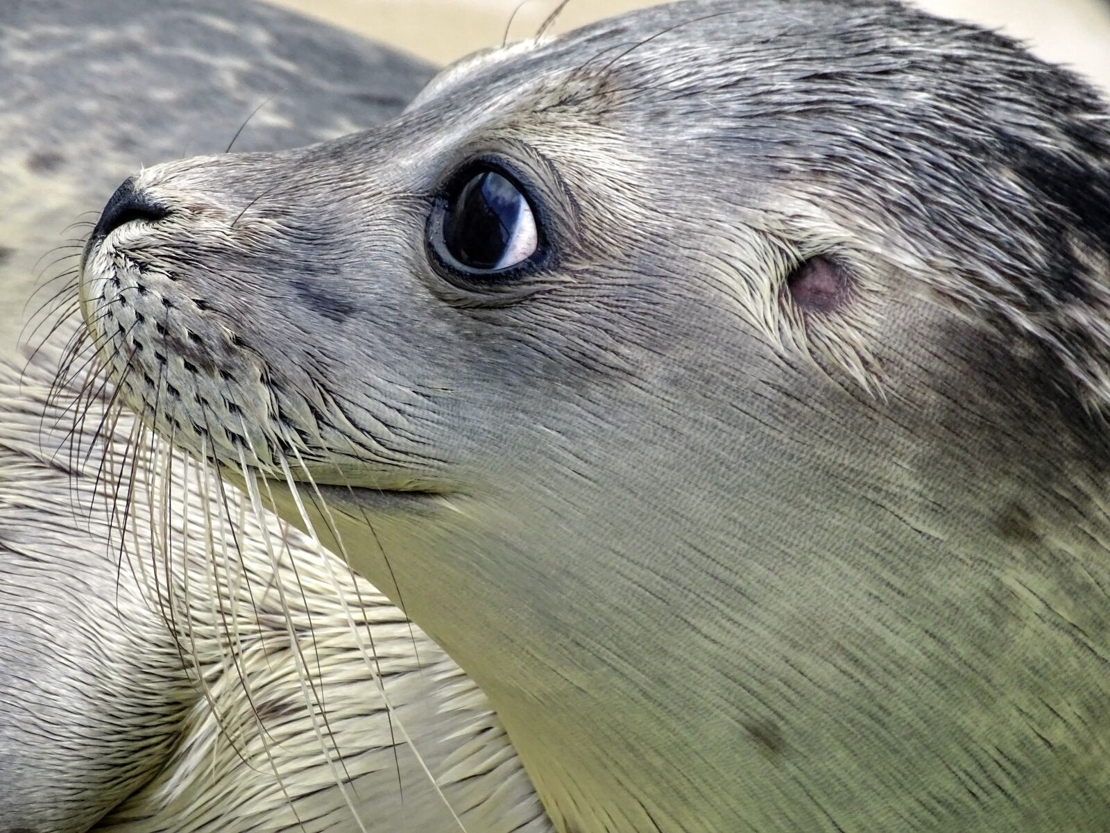 Sony Cyber-shot DSC-HX400V sample photo. Robbe, seal, howler photography