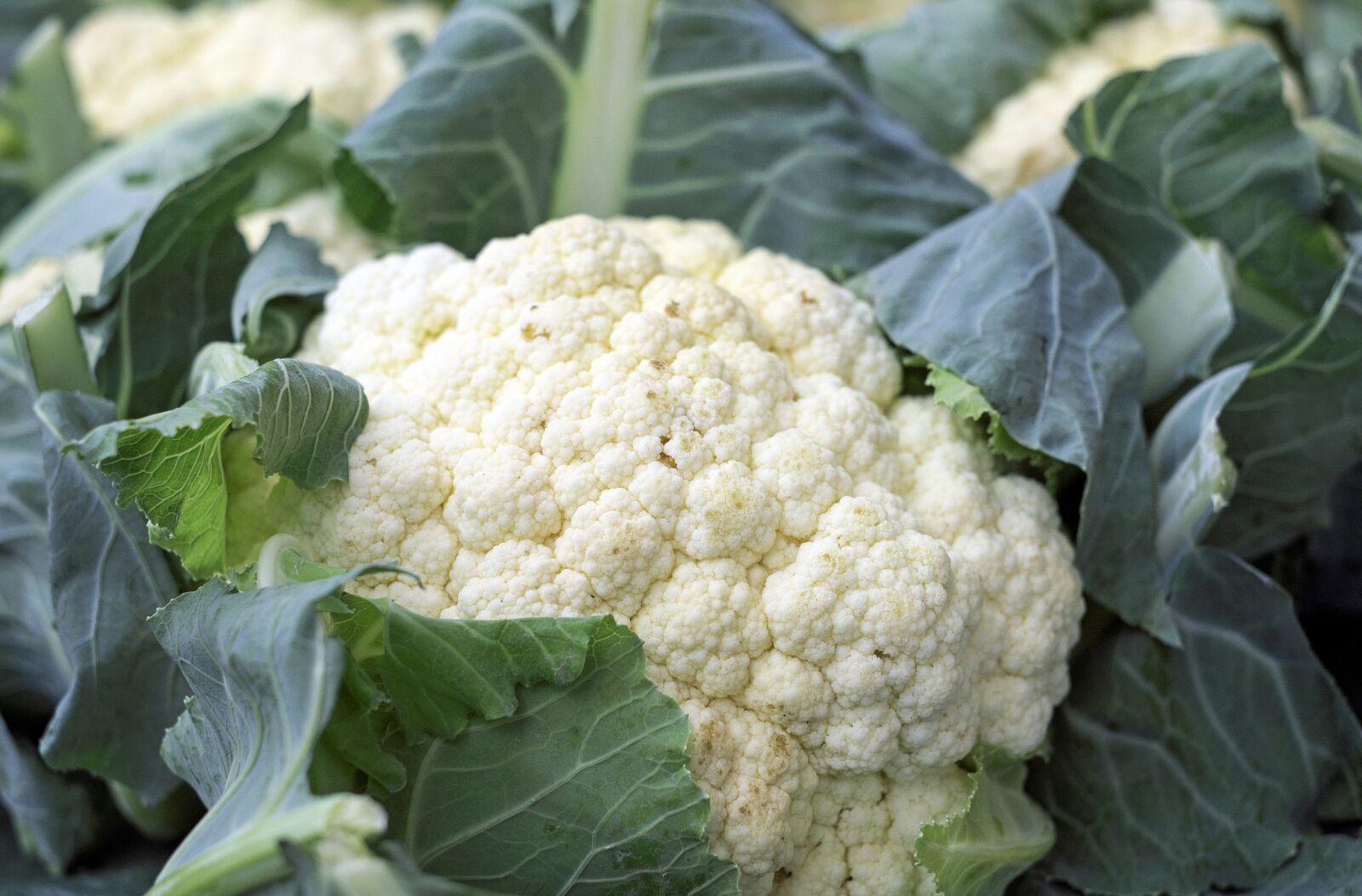 Fujifilm X-T10 + Fujifilm XF 35mm F1.4 R sample photo. Cauliflower, vegetables, food photography