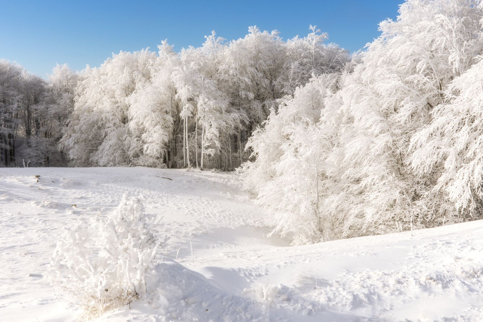 Summer snow. Снежинка горы.