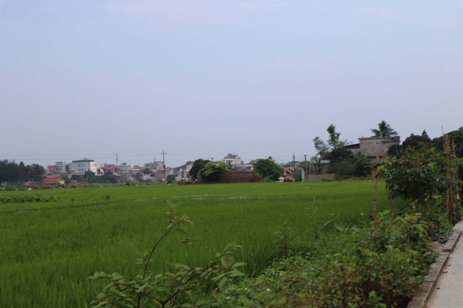 Canon EOS M50 (EOS Kiss M) sample photo. Silk, paddy field, field photography