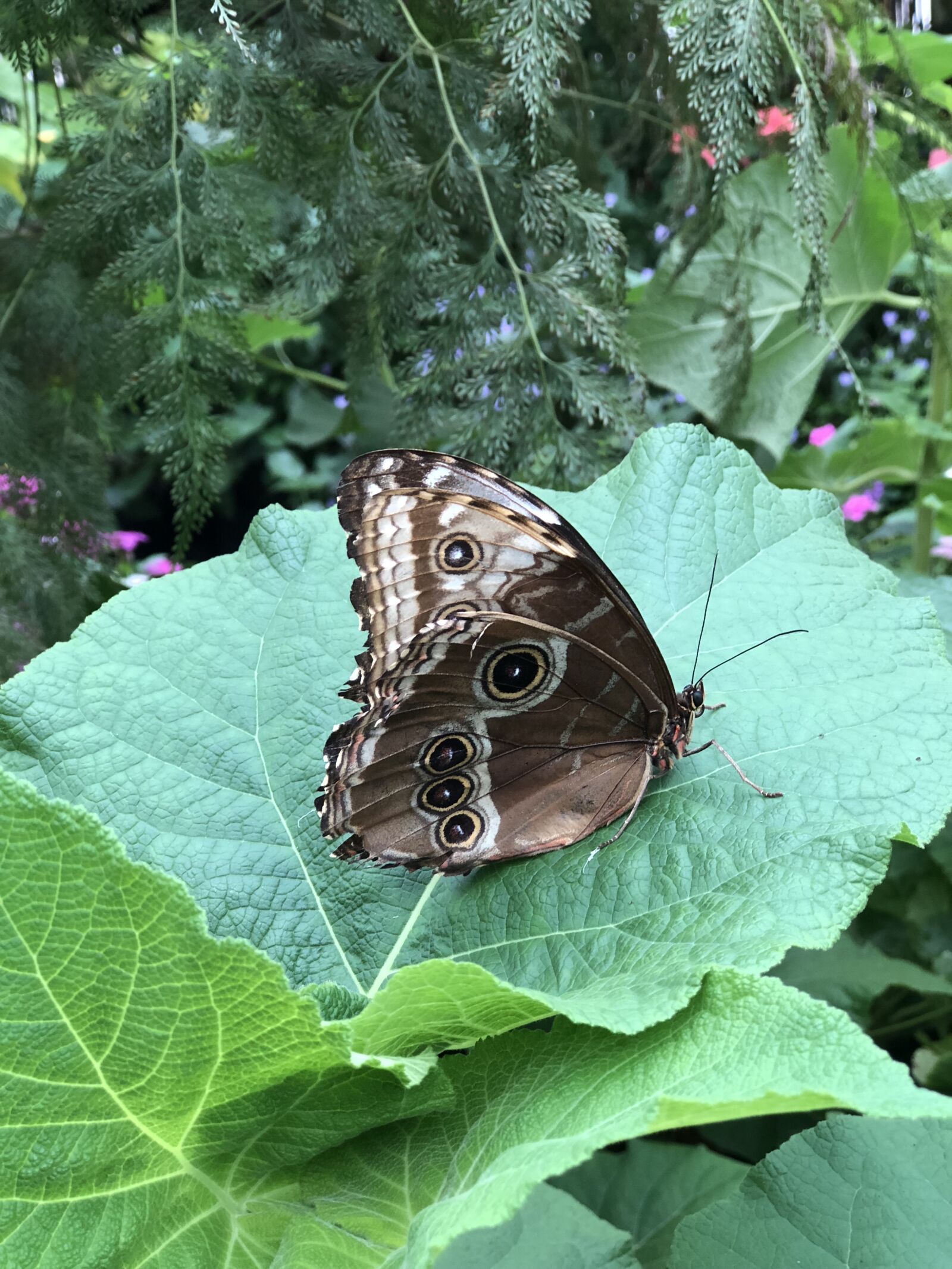 Apple iPhone 8 Plus sample photo. Butterfly, nature, sheet photography