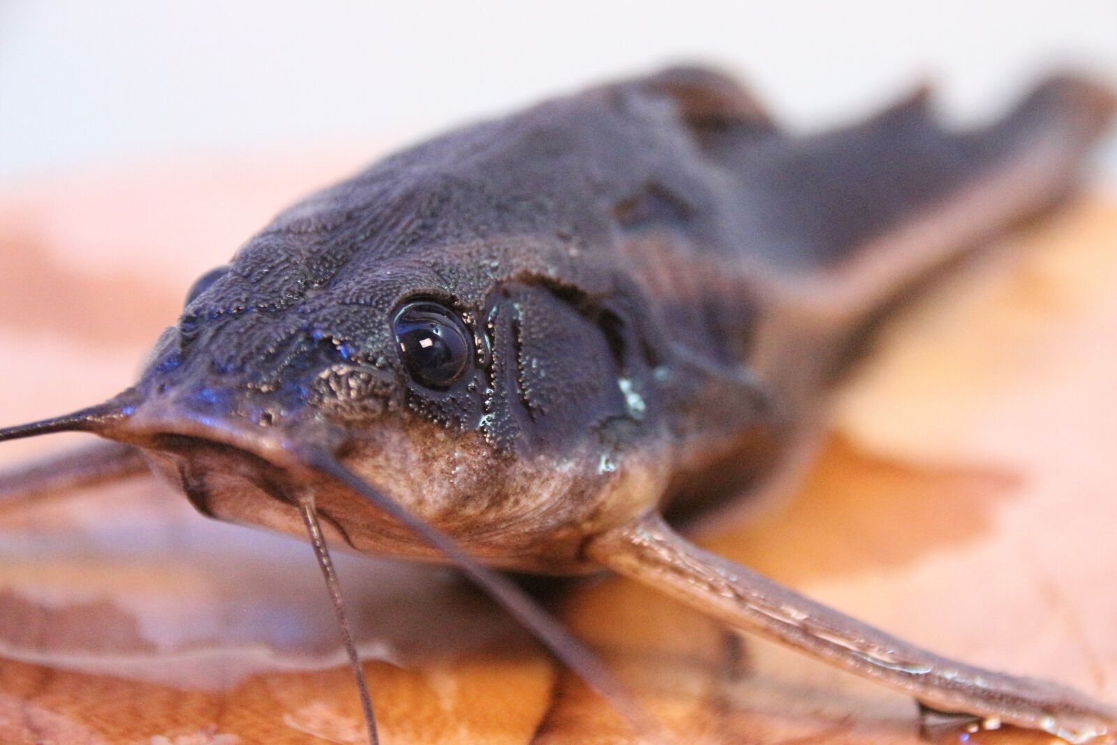Canon EOS 700D (EOS Rebel T5i / EOS Kiss X7i) sample photo. Line of thorny catfish photography