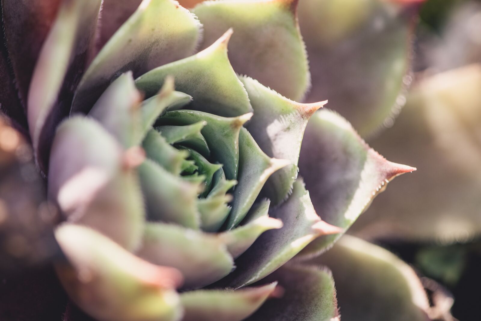 Nikon D750 sample photo. Succulents, nature, garden photography