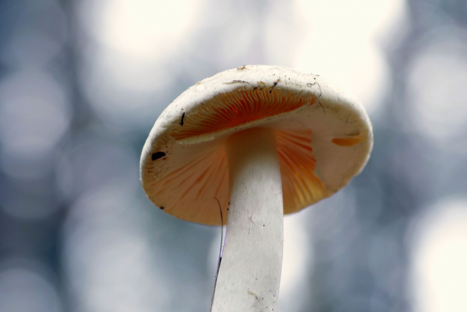 Pentax K-S2 sample photo. Mushrooms, mushroom, hat photography